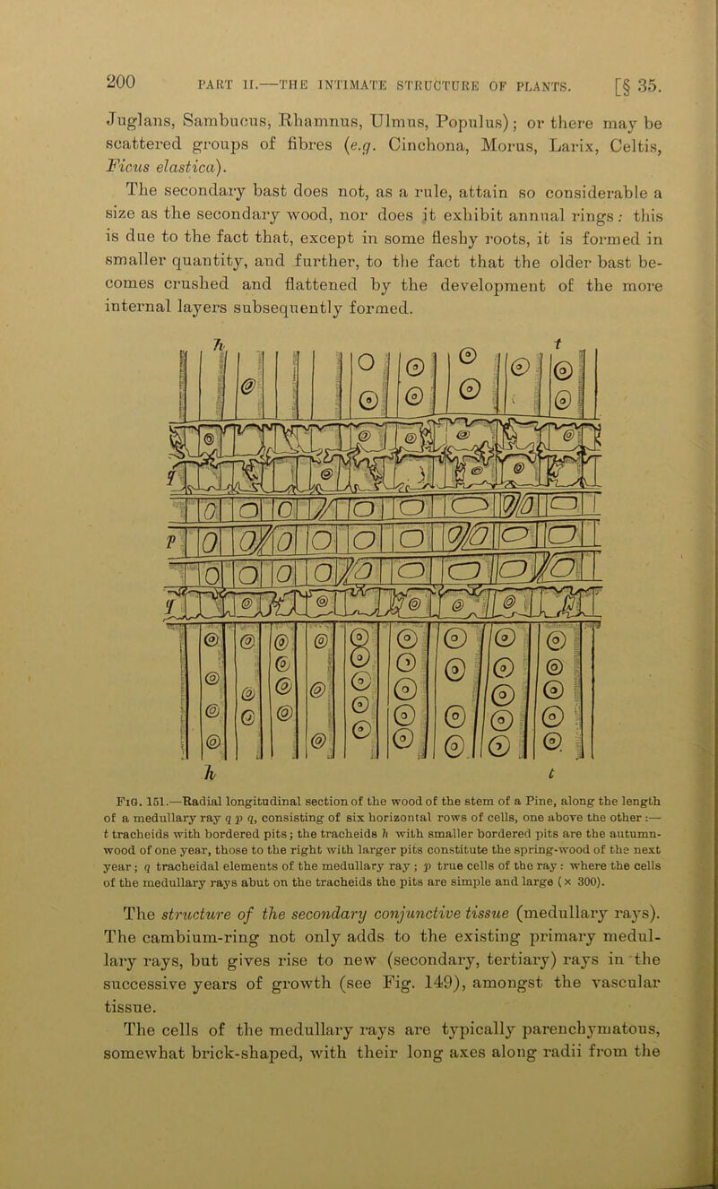 Juglans, Sambucus, Rhamnus, Ulmus, Populus); or there may be scattered groups of fibres (e.g. Cinchona, Morus, Larix, Celtis, Ficus elastica). The secondary bast does not, as a rule, attain so considerable a size as the secondary wood, nor does it exhibit annual rings: this is due to the fact that, except in some fleshy roots, it is formed in smaller quantity, and further, to the fact that the older bast be- comes crushed and flattened by the development of the more internal layers subsequently formed. FiG. 151.—Radial longitudinal section of the wood of the stem of a Pine, along the length of a medullary ray q p q, consisting of six horizontal rows of cells, one above the other t tracheids with bordered pits; the tracheids h with smaller bordered pits are the autumn- wood of one year, those to the right with larger pits constitute the spring-wood of the next year ; q tracheidal elements of the medullary ray ; p true cells of tbe ray: where the cells of the medullary rays abut on the tracheids the pits are simple and large (x 300). The structure of the secondary conjunctive tissue (medullary rays). The cambium-ring not only adds to the existing primary medul- lary rays, but gives rise to new (secondary, tertiary) rays in the successive years of growth (see Fig. 149), amongst the vascular tissue. The cells of the medullary rays are typically parenchymatous, somewhat brick-shaped, with their long axes along radii from the