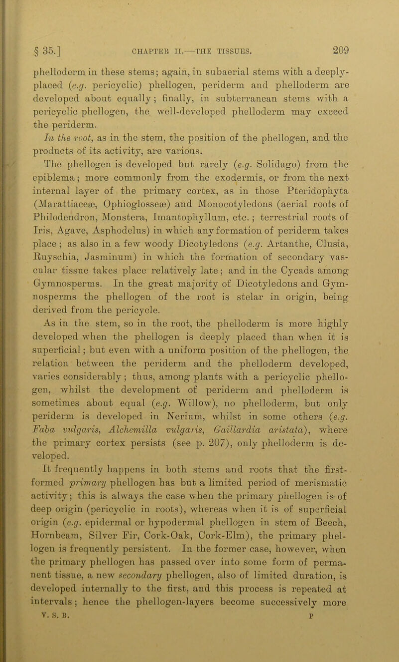 plielloderm in these stems; again, in subaerial stems with a deeply- placed (e.g. pericyclic) phellogen, periderm and plielloderm are developed about equally ; finally, in subterranean stems with a pericyclic phellogen, the well-developed plielloderm may exceed the periderm. In the root, as in the stem, the position of the phellogen, and the products of its activity, are various. The phellogen is developed but rarely (e.g. Solidago) from the ejnblema; more commonly from the exodermis, or from the next internal layer of the primary cortex, as in those Pteridophyta (Marattiaceae, Ophioglosseas) and Monocotyledons (aerial roots of Philodendron, Monstera, Imantophyllum, etc. ; terrestrial roots of Iris, Agave, Asphodelus) in which any formation of periderm takes place ; as also in a few woody Dicotyledons (e.g. Artanthe, Clusia, Ruysehia, Jasminum) in which the formation of secondary vas- cular tissue takes place relatively late; and in the Cycads among Gymnosperms. In the great majority of Dicotyledons and Gym- nosperms the phellogen of the root is stelar in origin, being derived from the pericycle. As in the stem, so in the root, the plielloderm is more highly developed when the phellogen is deeply placed than when it is superficial; but even with a uniform position of the phellogen, the relation between the periderm and the jihelloderm developed, varies considerably; thus, among plants with a pericyclic phello- gen, whilst the development of periderm and plielloderm is sometimes about equal (e.g. Willow), no plielloderm, but only periderm is developed in Nerium, whilst in some others (e.g. Fciba vulgaris, Alchemilla vulgaris, Gaillardia aristata), where the primary cortex persists (see p. 207), only phelloderm is de- veloped. It frequently happens in both stems and roots that the first- formed primary phellogen has but a limited period of merismatic activity; this is always the case when the primary phellogen is of deep origin (pericyclic in roots), whereas when it is of superficial origin (e.g. epidermal or hypodermal phellogen in stem of Beech, Hornbeam, Silver Fir, Cork-Oak, Cork-Elm), the primary phel- logen is frequently persistent. In the former case, however, when the primary phellogen has passed over into some form of perma- nent tissue, a new secondary phellogen, also of limited duration, is developed internally to the first, and this process is repeated at intervals ; hence the phellogen-layers become successively more v. s. B. p