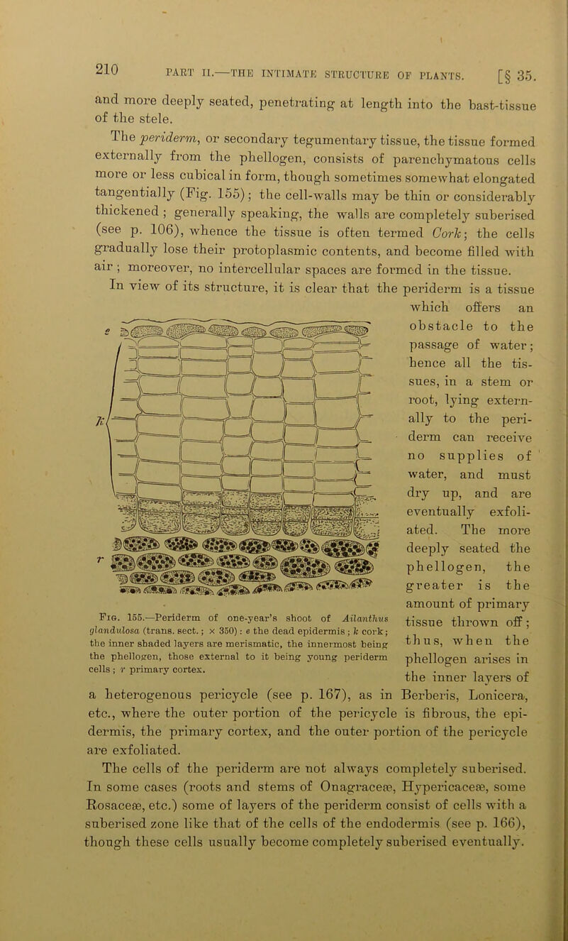 air and more deeply seated, penetrating at length into the bast-tissue of the stele. TheyieWderm, or secondary tegumentary tissue, the tissue formed externally from the phellogen, consists of parenchymatous cells more or less cubical in form, though sometimes somewhat elongated tangentially (Fig. 155); the cell-walls may be thin or considerably thickened ; generally speaking, the walls are completely suberised (see p. 106), whence the tissue is often termed Cork; the cells gradually lose their protoplasmic contents, and become filled with moreover, no intercellular spaces are formed in the tissue. In view of its structure, it is clear that the periderm is a tissue which offers an obstacle to the passage of water; hence all the tis- sues, in a stem or root, lying extern- ally to the peri- derm can receive no supplies of water, and must dry up, and are eventually exfoli- ated. The more deeply seated the phellogen, the greater is the amount of primary tissue thrown off ; thus, when the phellogen arises in the inner layers of a heterogenous pericycle (see p. 167), as in Berberis, Lonicera, etc., where the outer portion of the pericycle is fibi’ous, the epi- dermis, the primary cortex, and the outer portion of the pericycle are exfoliated. The cells of the periderm are not always completely suberised. In some cases (roots and stems of Onagraceie, Hypericaceie, some Rosacese, etc.) some of layers of the periderm consist of cells with a suberised zone like that of the cells of the endodermis (see p. 166), though these cells usually become completely suberised eventually. Fig. 155.—Periderm of one-year’s shoot of Ailanthus glandulosa (trans. sect.; x 350): e the dead epidermis ; it cork; the inner shaded layers are merismatic, the innermost being the phellogen, those external to it being young periderm cells ; r primary cortex.