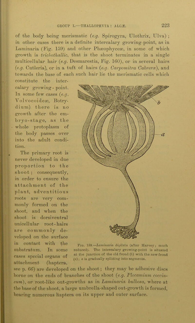 of the body being merismatic (e.g. Spirogyra, Ulothrix, Ulva) ; in other cases there is a definite intercalary growing-point, as in Laminaria (Fig. 159) and other Phseophyceas, in some of which growth is trichothallic, that is the shoot terminates in a single multicellular hair (e.g. Desmarestia, Fig. 160), or in several hairs (e.g. Cutleria), or in a tuft of hairs (e.g. Carpomitra Cabrerce), and towards the base of each such hair lie the merismatic cells which constitute the inter- calary growing - point. In some few cases (e.g. Volvocoidere, Botry- dium) there is no growth after the em- bryo-stage, as the whole protoplasm of the body passes over into the adult condi- tion. The primary root is never developed in due proportion to the shoot ; consequently, in order to ensure the attachment of the plant, adventitious roots are very com- monly formed on the shoot, and when the shoot is dorsi ventral unicellular root-hairs are commonly de- veloped on the surface in contact with the substratum. In some cases special organs of attachment (haptera, see p. 66) are developed on the shoot; they may be adhesive discs borne on the ends of branches of the shoot (e.g. Plocamium coccin- eurri), or root-like out-growths as in Laminaria bulbosa, where at the base of the shoot, a large umbrella-shaped out-growth is formed, bearing numerous llaptera on its upper and outer surface. Fig. 159.—Laminaria diijitata (after Harvey; much reduced;. The intercalary growing-point is situated at the junction of the old frond (b) with the new frond (a) ; a is gradually splitting into segments.