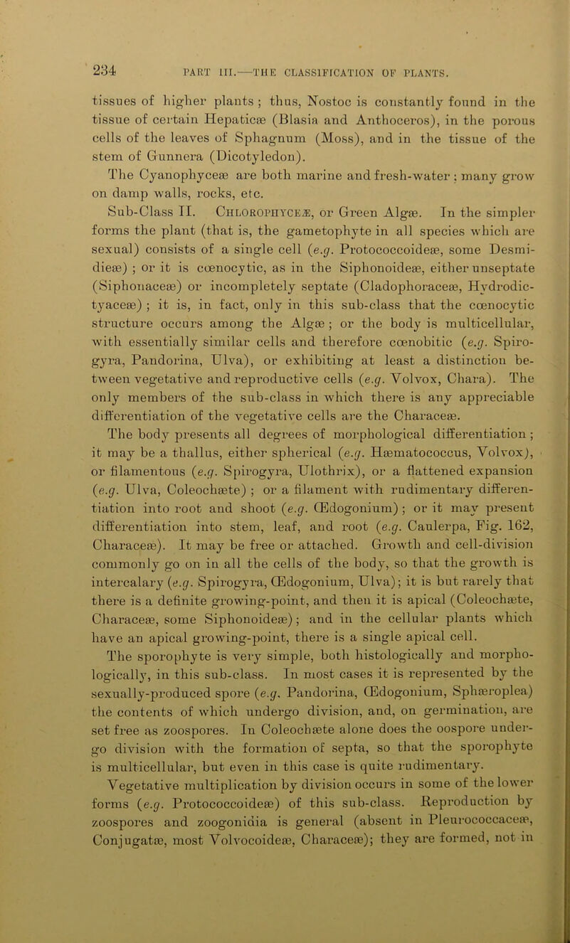 tissues of higher plants ; thus, Nostoe is constantly found in the tissue of certain Hepaticae (Blasia and Anthoceros), in the porous cells of the leaves of Sphagnum (Moss), and in the tissue of the stem of Gunnera (Dicotyledon). The Cyanophyceae are both marine and fresh-water ; many grow on damp walls, rocks, etc. Sub-Class II. Chlorophyce^:, or Green Algae. In the simpler forms the plant (that is, the gametophyte in all species which are sexual) consists of a single cell (e.g. Protococcoideae, some Desmi- dieae) ; or it is coenocytic, as in the Siphonoideee, either unseptate (Siphonaceae) or incompletely septate (Cladophoraceae, Hydrodic- tyaceae) ; it is, in fact, only in this sub-class that the coenocytic structure occurs among the Algae ; or the body is multicellular, with essentially similar cells and therefore coenobitic (e.g. Spiro- gyra, Pandorina, Ulva), or exhibiting at least a distinction be- tween vegetative and reproductive cells (e.g. Yolvox, Chara). The only members of the sub-class in which there is any appreciable differentiation of the vegetative cells are the Characeae. The body presents all degrees of morphological differentiation; it may be a thallus, either spherical (e.g. Haematococcus, VolvoxJ, or filamentous (e.g. Spirogyra, Ulothrix), or a flattened expansion (e.g. Ulva, Coleochaete) ; or a filament with rudimentary differen- tiation into root and shoot (e.g. GEdogonium) ; or it may present differentiation into stem, leaf, and root (e.g. Caulerpa, Fig. 162, Characeae). It may be free or attached. Growth and cell-division commonly go on in all the cells of the body, so that the growth is intercalary (e.g. Spirogyra, CEdogonium, Ulva); it is but rarely that there is a definite growing-point, and then it is apical (Coleochaete, Characeas, some Siphonoideae); and in the cellular plants which have an apical growing-point, there is a single apical cell. The sporophyte is very simple, both histologically and morpho- logically, in this sub-class. In most cases it is represented by the sexually-produced spore (e.g, Pandorina, GEdogonium, Sphaeroplea) the contents of which undergo division, and, on germination, are set free as zoospores. In Coleochaete alone does the oospore under- go division with the formation of septa, so that the sporophyte is multicellular, but even in this case is quite rudimentary. Vegetative multiplication by division occurs in some of the lower forms (e.g. Protococcoideae) of this sub-class. .Reproduction by zoospores and zoogonidia is general (absent in Pleurococcaceae, Conjugate, most Volvocoideae, Characeae); they are formed, not in