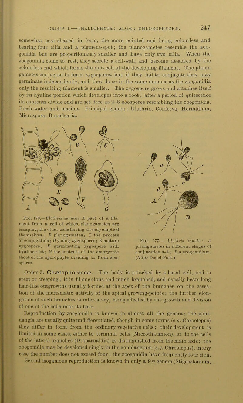 somewhat pear-shaped in form, the more pointed end being colourless and bearing four cilia and a pigment-spot; the planogametes resemble the zoo- gonidia but are proportionately smaller and have only two cilia. When the zoogonidia come to rest, they secrete a cell-wall, and become attached by the colourless end which forms the root cell of the developing filament. The piano- gametes conjugate to form zygospores, but if they fail to conjugate they may germinate independently, and they do so in the same manner as the zoogonidia only the resulting filament is smaller. The zygospore grows and attaches itself by its hyaline portion which developes into a root; after a period of quiescence its contents divide and are set free as 2-8 zoospores resembling the zoogonidia. Fresh-water and marine. Principal genera: Dlothrix, Conferva, Hormidium, Microspora, Binuclearia. Fig. 176.—UTothrix zonata: A part of a fila- ment from a cell of which, planogametes are escaping, the other cells having already emptied themselves; B planogametes; C the process of conjugation; Dyoung zygospores; E mature zygospore; F germinating zygospore with hyaline root; G the contents of the embryonic shoot of the sporophyte dividing to form zoo- spores. Fig. 177.— Ulothria zonata : A planogametes in different stages of conjugation a-d ; B a zoogonidium. (After Dodel-Port.) Order 3. Chaetophoracese. The body is attached by a basal cell, and is erect or creeping; it is filamentous and much branched, and usually bears long hair-like outgrowths usually formed at the apex of the branches on the cessa- tion of the merismatic activity of the apical gi’owing-points ; the further elon- gation of such branches is intercalary, being effected by the growth and'division of one of the cells near its base. Reproduction by zoogonidia is known in almost all the genera ; the goui- dangia are usually quite undifferentiated, though in some forms (e.g. Chroolepus) they differ in form from the ordinary vegetative cells; their development is limited in some cases, either to terminal cells (Microthamnion), or to the cells of the lateral branches (Draparnaldia) as distinguished from the main axis; the zoogonidia may be developed singly in the gonidangium (e.g. Chroolepus), in any case the number does not exceed four ; the zoogonidia have frequently four cilia. Sexual isogamous reproduction is known in only a few genera (Stigeoclonium,