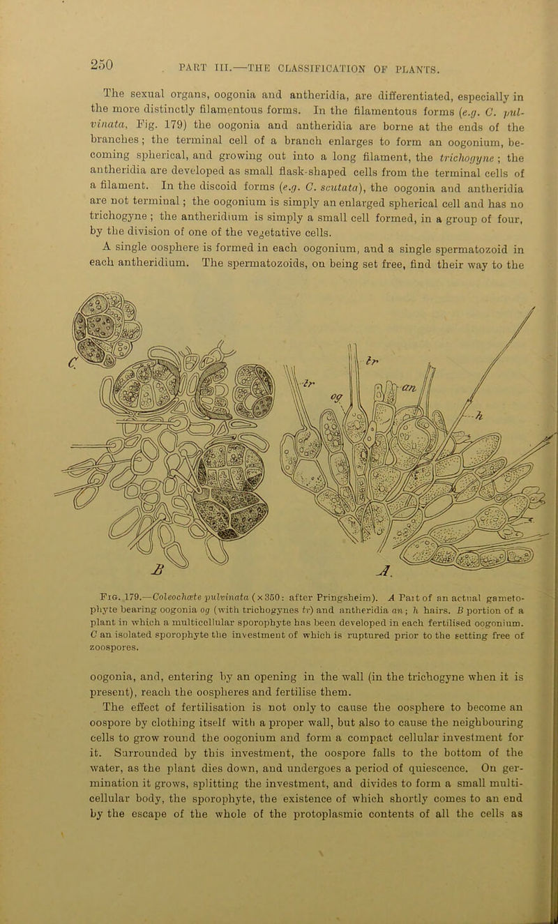 The sexual organs, oogonia and antheridia, are differentiated, especially in the more distinctly filamentous forms. In the filamentous forms (e.g. C. pul- vinata. Fig. 179) the oogonia and antheridia are borne at the ends of the branches; the terminal cell of a branch enlarges to form an oogonium, be- coming spherical, and growing out into a long filament, the trichogyne ; the antheridia are developed as small flask-shaped cells from the terminal cells of a filament. In the discoid forms (e.g. C. scutata), the oogonia and antheridia are not terminal; the oogonium is simply an enlarged spherical cell and has no trichogyne ; the antheridium is simply a small cell formed, in a group of four, by tbe division of one of the vegetative cells. A single oosphere is formed in each oogonium, and a single spermatozoid in each antheridium. The spermatozoids, on being set free, find their way to the Fig. 179.—Coleocliate pulvinata (x 350: after Pringsheim). A Paitof an actual garoeto- pliyte bearing oogonia og (with tricbogynes tr) and antheridia an-, U hairs. B portion of a plant in which a multicellular sporophyte has been developed in each fertilised oogonium. C an isolated sporophyte the investment of which is ruptured prior to the setting free of zoospores. oogonia, and, entering by an opening in the wall (in the trichogyne when it is present), reach the oospheres and fertilise them. The effect of fertilisation is not only to cause the oosphere to become an oospore by clothing itself with a proper wall, but also to cause the neighbouring cells to grow round the oogonium and form a compact cellular investment for it. Surrounded by this investment, the oospore falls to the bottom of the water, as the plant dies down, and undergoes a period of quiescence. On ger- mination it grows, splitting the investment, and divides to form a small multi- cellular body, the sporophyte, tbe existence of which shortly comes to an end by the escape of tbe whole of the protoplasmic contents of all the cells as \ J