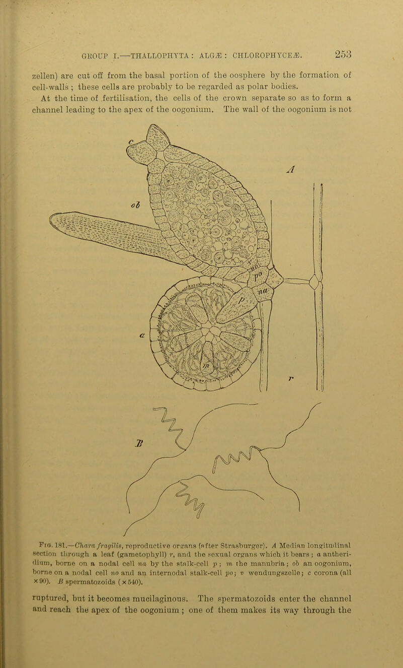 zellen) are cut off from the basal portion of the oosphere by the formation of cell-walls ; these cells are probably to be regarded as polar bodies. At the time of fertilisation, the cells of the crown separate so as to form a channel leading to the apex of the oogonium. The wall of the oogonium is not Fro. 181.—Chara fragilis, reproductive orarans (nfter Strasburger). A Median longitudinal section through a leaf (gametophyll) r, and tbe sexual organs which it bears ; a antberi- dium, borne on a nodal cell na by the stalk-cell p; m the manubria; ob an oogonium, borne on a nodal cell no and an internodal stalk-cell po; v wendungszelle; c corona (all x90). B spermatozoids (x540). ruptured, but it becomes mucilaginous. The spermatozoids enter the channel and reach the apex of the oogonium ; one of them makes its way through the