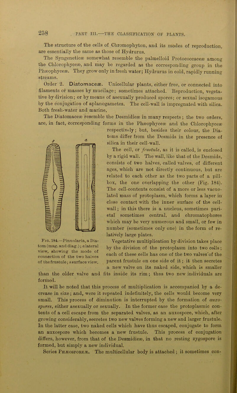 The structure of the cells of Cbromophyton, and its modes of reproduction, are essentially the same as those of Hydrurus. The Syngeneticre somewhat resemble the palmelloid Protoeoccaceae among the Chlorophyce®, and may he regarded as the corresponding group in the Phfeophyceas. They grow only in fresh water; Hydrurus in cold, rapidly running streams. Order 2. Diatomaceae. Unicellular plants, either free, or connected into filaments or masses by mucilage; sometimes attached. Reproduction, vegeta- tive by division; or by means of asexually produced spores; or sexual isogamous by the conjugation of aplanogametes. The cell-wall is impregnated with silica. Both fresh-water and marine. The Diatomaceae resemble the Desmidiem in many respects ; the two orders, are, in fact, corresponding forms in the Phasophyceie and the Clilorophycete respectively; but, besides their colour, the Dia- toms differ from the Desmids in the presence of silica in their cell-wall. The cel], or frustule, as it is called, is enclosed by a rigid wall. The wall, like that of the Desmids, consists of two halves, called valves, of different ages, which are not directly continuous, but are related to each other as the two parts of a pill- box, the one overlapping the other (Fig. 184). The cell-contents consist of a more or less vacuo- lated mass of protoplasm, which forms a layer in close contact with the inner surface of the cell- wall ; in this there is a nucleus, sometimes pari- etal sometimes central, and chromatophores which may be very numerous and small, or few in number (sometimes only one) in the form of re- latively large plates. Vegetative multiplication by division takes place by the division of the protoplasm into two cells; each of these cells has one of the two valves'of the parent frustule on one side of it; it then secretes a new valve on its naked side, which is smaller than the older valve and fits inside its rim; thus two new individuals are formed. It will be noted that this process of multiplication is accompanied by a de- crease in size; and, were it repeated indefinitely, the cells would become very small. This process of diminution is interrupted by the formation of auxo- spures, either asexually or sexually. In the former case the protoplasmic con- tents of a cell escape from the separated valves, as an auxospore, which, after growing considerably, secretes two new valves forming a new and larger frustule. In the latter case, two naked cells which have thus escaped, conjugate to form an auxospore which becomes a new frustule. This process of conjugation differs, however, from that of the Desmidieae, in that no resting zygospore is formed, but simply a new individual. Series PHiEospoRE®. The multicellular body is attached ; it sometimes con- Fig. 184.—Pinntilaria, a Dia- tom (mag. and diag.); a lateral view, showing the mode of connection of the two halves of the frustule; s surface view.