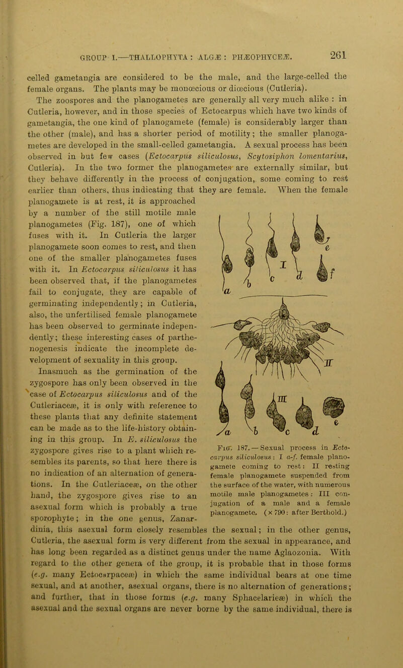 celled gametangia are considered to be the male, and the large-celled the female organs. The plants may be monoecious or dioecious (Cutleria). The zoospores and the planogametes are generally all very much alike : in Cutleria, however, and in those species of Ectocarpus which have two kinds of gametangia, the one kind of planogamete (female) is considerably larger than the other (male), and has a shorter period of motility; the smaller planoga- metes are developed in the small-celled gametangia. A sexual process has been observed in but few cases (Ectocarpus siliculosus, Scytosiphon lomentarius, Cutleria). In the two former the planogametes-are externally similar, but they behave differently in the process of conjugation, some coming to rest earlier than others, thus indicating that they are female. When the female planogamete is at rest, it is approached by a number of the still motile male planogametes (Eig. 187), one of which fuses with it. In Cutleria the larger planogamete soon comes to rest, and then one of the smaller planogametes fuses with it. In Ectocarpus siliculosus it has been observed that, if the planogametes fail to conjugate, they are capable of germinating independently; in Cutleria, also, the unfertilised female planogamete has been observed to germinate indepen- dently; these interesting cases of parthe- nogenesis indicate the incomplete de- velopment of sexuality in this group. Inasmuch as the germination of the zygospore has only been observed in the case of Ectocarpus siliculosus and of the Cutleriaceae, it is only with reference to these plants that any definite statement can be made as to the life-history obtain- ing in this group. In E. siliculosus the zygospore gives rise to a plant which re- sembles its parents, so that here there is no indication of an alternation of genera- tions. In the Cutleriaceae, on the other hand, the zygospore gives rise to an asexual form which is probably a true sporophyte; in the one genus, Zanar- dinia, this asexual form closely resembles the sexual; in the other genus, Cutleria, the asexual form is very different from the sexual in appearance, and has long been regarded as a distinct genus under the name Aglaozonia. With regard to the other genera of the group, it is probable that in those forms (e.g. many Ectocarpaceae) in which the same individual bears at one time sexual, and at another, asexual organs, there is no alternation of generations; and further, that in those forms (e.g. many Spliacelariere) in which the asexual and the sexual organs are never borne by the same individual, there is FkT. 187. — Sexual process in Ecto- carpus siliculosus: I a-/, female plano- gamete coming to rest: II resting female planogamete suspended from the surface of the water, with numerous motile male planogametes: III con- jugation of a male and a female planogamete. ( x 790: after Bertliold.) i