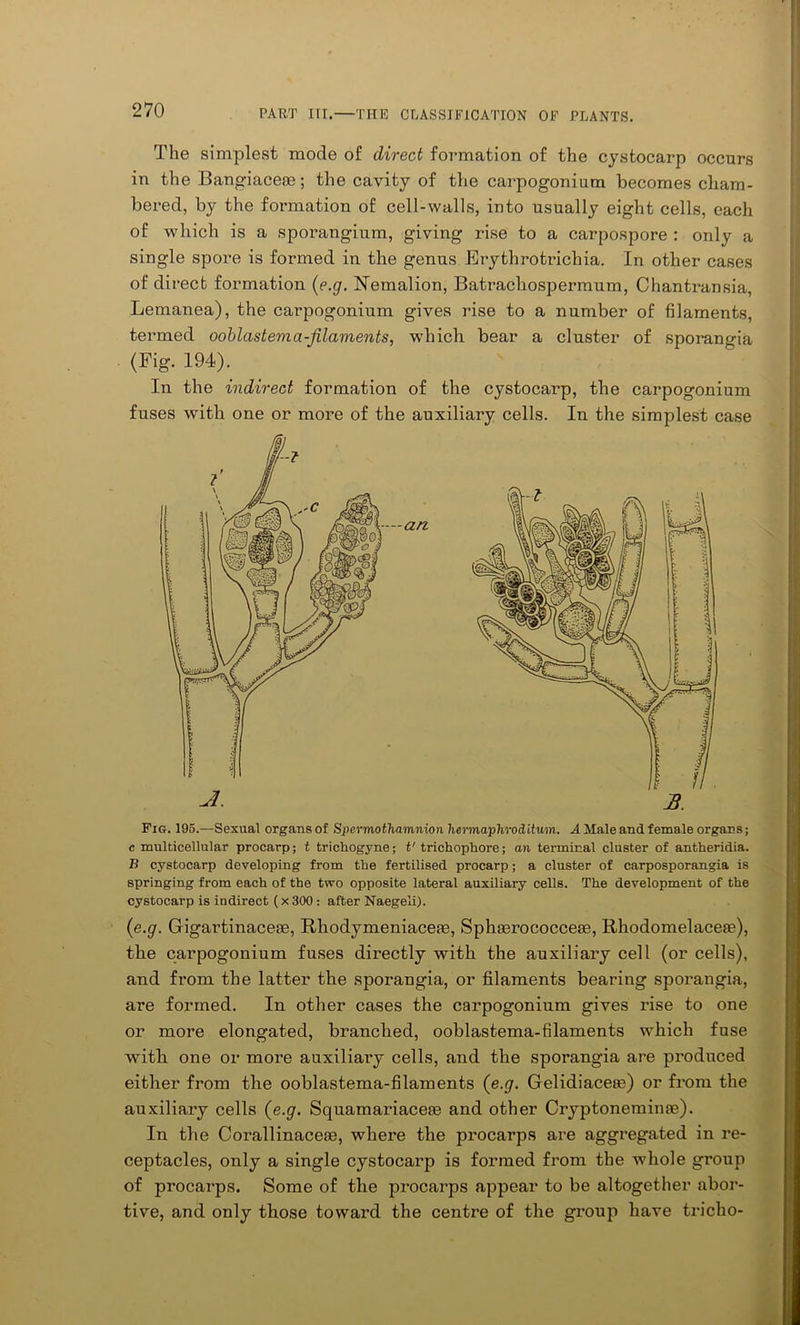 The simplest mode of direct formation of the cystocarp occurs in the Bangiacem; the cavity of the carpogonium becomes cham- bered, by the formation of cell-walls, into usually eight cells, each of which is a sporangium, giving rise to a carpospore : only a single spore is formed in the genus Erythrotrichia. In other cases of direct formation (e.g. Nemalion, Batrachospermum, Chantransia, Lemanea), the carpogonium gives rise to a number of filaments, termed ooblastema-filaments, which bear a cluster of sporangia (Fig. 194). In the indirect formation of the cystocarp, the carpogonium fuses with one or more of the auxiliary cells. In the simplest case Fig. 195.—Sexual organs of Spermothamnion hermaphroditum. A Male and female organs; c multicellular procarp; t trichogyne; t' trichophore; an terminal cluster of antheridia. B cystocarp developing from the fertilised procarp; a cluster of carposporangia is springing from each of the two opposite lateral auxiliary cells. The development of the cystocarp is indirect (x 300 : after Naegeli). (e.g. Gigartinaceae, Khodymeniaceie, Sphaerococceae, Rhodomelaceae), the carpogonium fuses directly with the auxiliary cell (or cells), and from the latter the sporangia, or filaments bearing sporangia, are formed. In other cases the carpogonium gives rise to one or more elongated, branched, ooblastema-filaments which fuse witb one or more auxiliary cells, and the sporangia are produced either from the ooblastema-filaments (e.g. Gelidiaceae) or from the auxiliary cells (e.g. Squamariaceae and other Cryptoneminae). In the Corallinaceae, where the procarps are aggregated in re- ceptacles, only a single cystocarp is formed from the whole group of procarps. Some of the procarps appear to be altogether abor- tive, and only those toward the centre of the group have tricho-