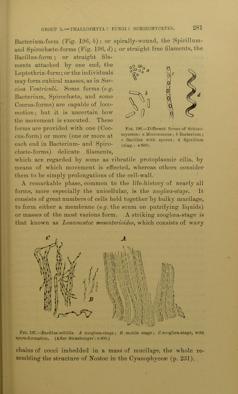 Bacterium-form (Fig. 196, b) ; or spirally-wound, the Spirillum- and Spirochsete-forms (Fig. 196, d) ; or straight free filaments, the Bacillus-form ; or straight fila- ments attached by one end, the Leptothrix-form; or the individuals may form cubical masses, as in Sar- cina Ventriculi. Some forms (e.g. Bacterium, Spirochaite, and some Coccus-forms) are capable of loco- motion ; but it is uncertain how the movement is executed. These forms are provided with one (Coc- cus-form) or more (one or more at each end in Bacterium- and Spiro- chaite-forms) delicate filaments, which are regarded by some as vibratile protoplasmic cilia, by means of which movement is effected, whereas others consider them to be simply prolongations of the cell-wall. A remarkable phase, common to the life-history of nearly all forms, more especially the unicellular, is the zoogloea-stage. It consists of great numbers of cells held together by bulky mucilage, to form either a membrane (e.g. the scum on putrifying liquids) or masses of the most various form. A striking zoogloea-stage is that known as Leuconostoc mesenterioides, which consists of wavy Fig. 19G.—Different forms of Schizo- mycetes: a MicrocoGcus ; b Bacterium ; c Bacillus with spores; d Spirillum (diag.: x600). Fig. 197.—Bacillus subtilis. A zoogloea-stage ; B motile stage ; C zooglcea-stage, with spore-formation. (After Strasburger : x 800.) chains of cocci imbedded in a mass of mucilage, the whole re- sembling the structure of Nostoc in the Cyanophyceoe (p. 281).