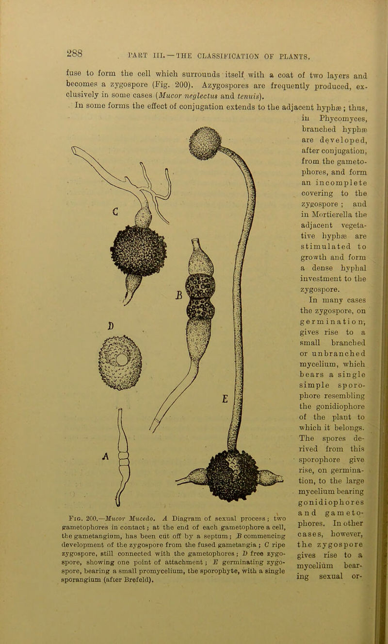 fuse to form the cell which surrouuds itself with a coat of two layers and becomes a zygospore (Fig. 200). Azygospores are frequently produced, ex- clusively in some cases (Mucor neglectus and tenuis). In some forms the effect of conjugation extends to the adjacent hyphoe; thus, in Phycomyces, branched hyphae are developed, after conjugation, from the gameto- phores, and form an incomplete covering to the zygospore ; and in Mortierella the adjacent vegeta- tive hyphae are stimulated to growth and form a dense hvphal investment to the Fig. 200.—Mucor Mucedo. A Diagram of sexual process; two gametophores in contact; at the end of each gametophore a cell, the gametangium, has been cut off by a septum; B commencing development of the zygospore from the fused gametangia ; C ripe zygospore, still connected with the gametophores; D free zygo- spore, showing one point of attachment; E germinating zygo- spore, bearing a small promycelium, the sporophyte, with a single sporangium (after Brefeld). sporophore give rise, on germina- tion, to the large mycelium bearing gonidiophores and garnet o- phores. In other cases, however, the zygospore gives rise to a mycelium bear- ing sexual or- zygospore. In many cases the zygospore, on germination, gives rise to a small branched or unbranched mycelium, which bears a single simple sporo- phore resembling the gonidiophore of the plant to which it belongs. The spores de- rived from this