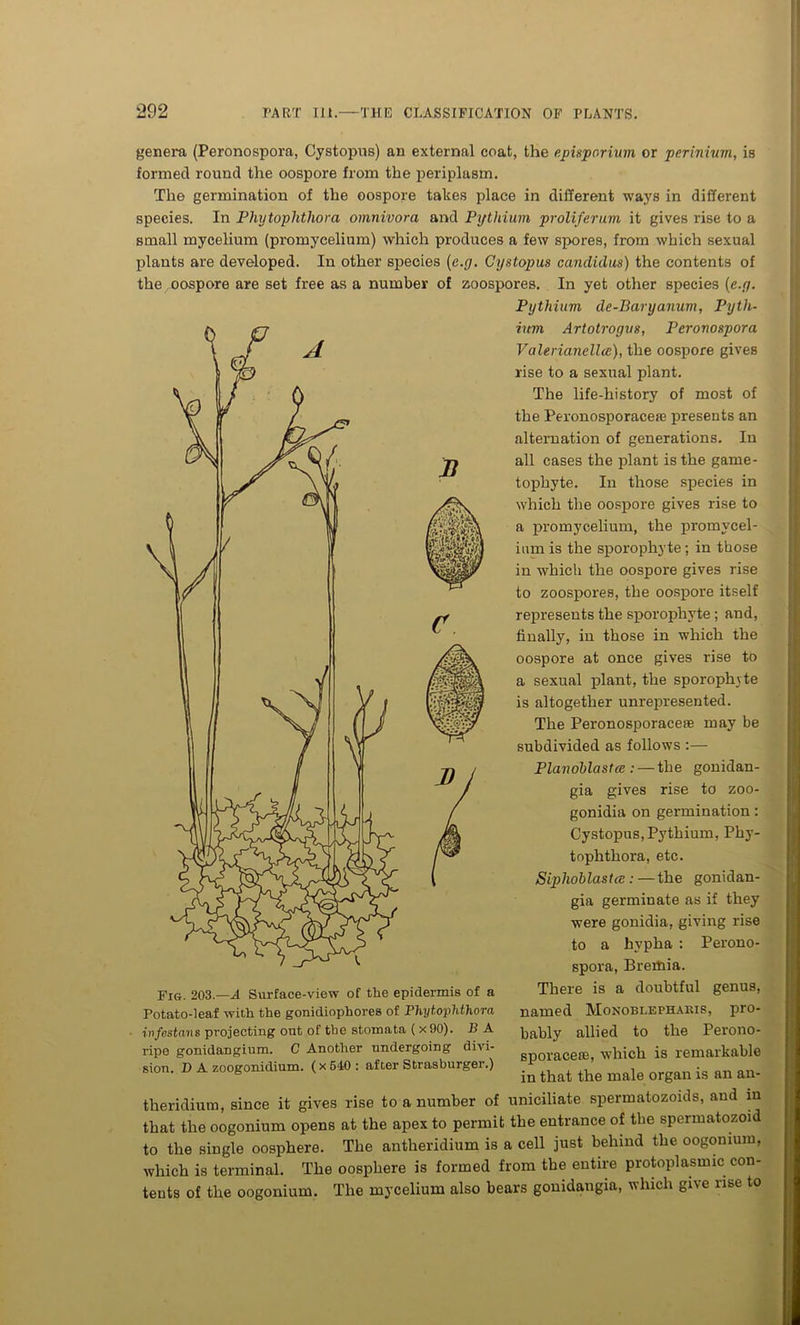 B genera (Peronospora, Cystopus) an external coat, the e.pisporium or perinium, is formed round the oospore from the periplasm. The germination of the oospore takes place in different ways in different species. In Phytophtliora omnivora and Pythium proliferum it gives rise to a small mycelium (promycelium) which produces a few spores, from which sexual plants are developed. In other species (e.g. Cystopus Candidas) the contents of the oospore are set free as a number of zoospores. In yet other species (e.y. Pythium de-Baryanum, Pyth- ium Artotrogus, Peronospora Valerianellcc), the oospore gives rise to a sexual plant. The life-history of most of the Peronosporaceje presents an alternation of generations. In all cases the plant is the game- tophyte. In those species in which the oospore gives rise to a promycelium, the promycel- inm is the sporophyte; in those in which the oospore gives rise to zoospores, the oospore itself represents the sporophyte; and, finally, in those in which the oospore at once gives rise to a sexual plant, the sporophyte is altogether unrepresented. The Peronosporacese may be subdivided as follows :—- Planoblastce : — the gonidan- gia gives rise to zoo- gonidia on germination: Cystopus, Pythium, Phy- tophthora, etc. Siphoblastce :—the gonidan- gia germinate as if they were gonidia, giving rise to a hypha : Perono- spora, Bremia. There is a doubtful genus, named Monoblephakis, pro- bably allied to the Perono- sporacete, which is remarkable in that the male organ is an an- theridium, since it gives rise to a number of uniciliate spermatozoids, and in that the oogonium opens at the apex to permit the entrance of the spermatozoid to the single oosphere. The antheridium is a cell just behind the oogonium, which is terminal. The oosphere is formed from the entire protoplasmic con- tents of the oogonium. The mycelium also bears gonidangia, which give rise to Fig. 203.—A Surface-view of the epidermis of a Potato-leaf with the gonidiophores of Phytoplithora infestans projecting out of the stomata ( x90). B A ripe gonidangium. C Another undergoing divi- sion. D A zoogonidium. (x 540 : after Strasburger.)