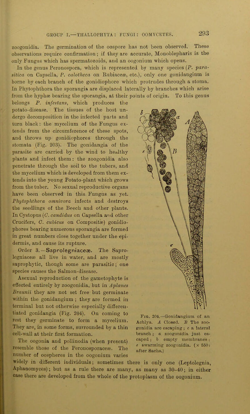 zoogonidia. The germination of the oospore has not been observed. These observations require confirmation; if they are accurate, Monoblepharis is the only Fungus which has spermatozoids, and an oogonium which opens. In the genus Peronospora, which is represented by many species (P. para- sitica on Capsella, P. calotheca on Eubiacese, etc.), only one gonidangium is borne by each branch of the gonidiophore which protrudes through a stoma. In Phytophthora the sporangia are displaced laterally by branches which arise from the hyphfe bearing the sporangia, at their points of origin. To this genus belongs P. infestans, which produces the potato-disease. The tissues of the host un- dergo decomposition in the infected parts and turn black: the mycelium of the Fungus ex- tends from the circumference of these spots, and throws up gonidiophores through the stomata (Fig. 203). The gonidangia of the parasite are carried by the wind to healthy plants and infect them : the zoogonidia also penetrate through the soil to the tubers, and the mycelium which is developed from them ex- tends into the young Potato-plant which grows from the tuber. No sexual reproductive organs have been observed in this Fungus as yet. Phytophthora omnivora infects and destroys the seedlings of the Beech and other plants. In Cystopus (C. candidus on Capsella and other Crucifers, G. cubicus on Composite) gonidio- phores bearing numerous sporangia are formed in great numbers close together under the epi- dermis, and cause its rupture. Order 3. — Saprolegniaceae. The Sapro- legniaceas all live in water, and are mostly saprophytic, though some are parasitic; one species causes the Salmon-disease. Asexual reproduction of the gametophyte is effected entirely by zoogonidia, but in Aplanes Braunii they are not set free but germinate within the gonidangium ; they are formed in terminal but not otherwise especially differen- tiated gonidangia (Fig. 204). On coming to rest they germinate to form a mycelium. They are, in some forms, surrounded by a thin cell-wall at their first formation. The oogonia and pollinodia (when present) resemble those of the Peronosporacese. The number of oospheres in the oogonium varies widely in different individuals; sometimes there is only one (Leptolegnia, Aphanomyces); hut as a rule there are many, as many as 30-40; in either case there are developed from the whole of the protoplasm of the oogonium. Fig. 204.—Gonidangium of an Achlya. A Closed. B The zoo- gonidia are escaping ; c a lateral branch; a zoogonidia just es- caped ; b empty membranes ; c swarming zoogonidia. (x 550: after Sachs.)