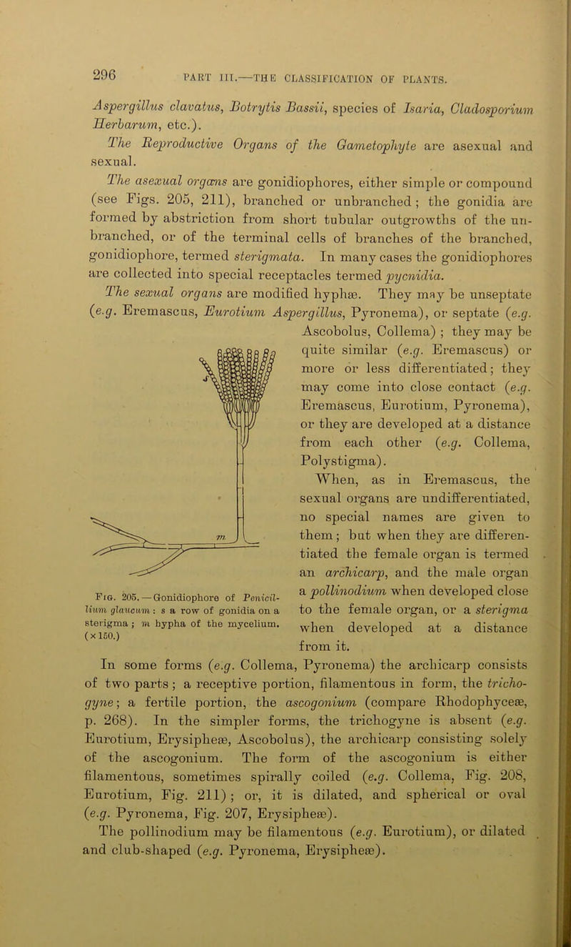 Aspergillus clavatus, Botrytis Bassii, species of Isaria, Clculosporium Herbarum, etc.). The Reproductive Organs of the Gametophyte are asexual and sexual. Ihe asexual organis are gonidiophores, either simple or compound (see Figs. 205, 211), branched or unbranched ; the gonidia are formed by abstriction from short tubular outgrowths of the un- branched, or of the terminal cells of branches of the branched, gonidiophore, termed sterigmata. In many cases the gonidiophores are collected into special receptacles termed pycnidia. The sexual organs are modified hyphse. They may be unseptate (e g. Eremascus, Eurotium Aspergillus, Pyronema), or septate (e.g. Ascobolus, Collema) ; they may be quite similar (e.g. Eremascus) or more or less differentiated; they may come into close contact (e.g. Eremascus, Eurotium, Pyronema), or they are developed at a distance from each other (e.g. Collema, Polystigma). When, as in Eremascus, the sexual organs are undifferentiated, no special names are given to them; but when they are differen- tiated the female organ is termed an archicarp, and the male organ a pollinodium when developed close to the female organ, or a sterigvia when developed at a distance from it. In some forms (e.g. Collema, Pyronema) the archicarp consists of two parts ; a receptive portion, filamentous in form, the tricho- gyne; a fertile portion, the ascogonium (compare Rhodophyceie, p. 268). In the simpler forms, the trichogyne is absent (e.g. Eurotium, Erysiphem, Ascobolus), the archicarp consisting solely of the ascogonium. The form of the ascogonium is either filamentous, sometimes spirally coiled (e.g. Collema, Fig. 208, Eurotium, Fig. 211) ; or, it is dilated, and spherical or oval (e.g. Pyronema, Fig. 207, Erysiphese). The pollinodium may be filamentous (e.g. Eurotium), or dilated and club-shaped (e.g. Pyronema, Erysiphese). Fig. 205. — Gonidiophore of Pcnicil- liuni glaucum : s a row of gonidia on a sterigma; in hypha of the mycelium. (x 150.)