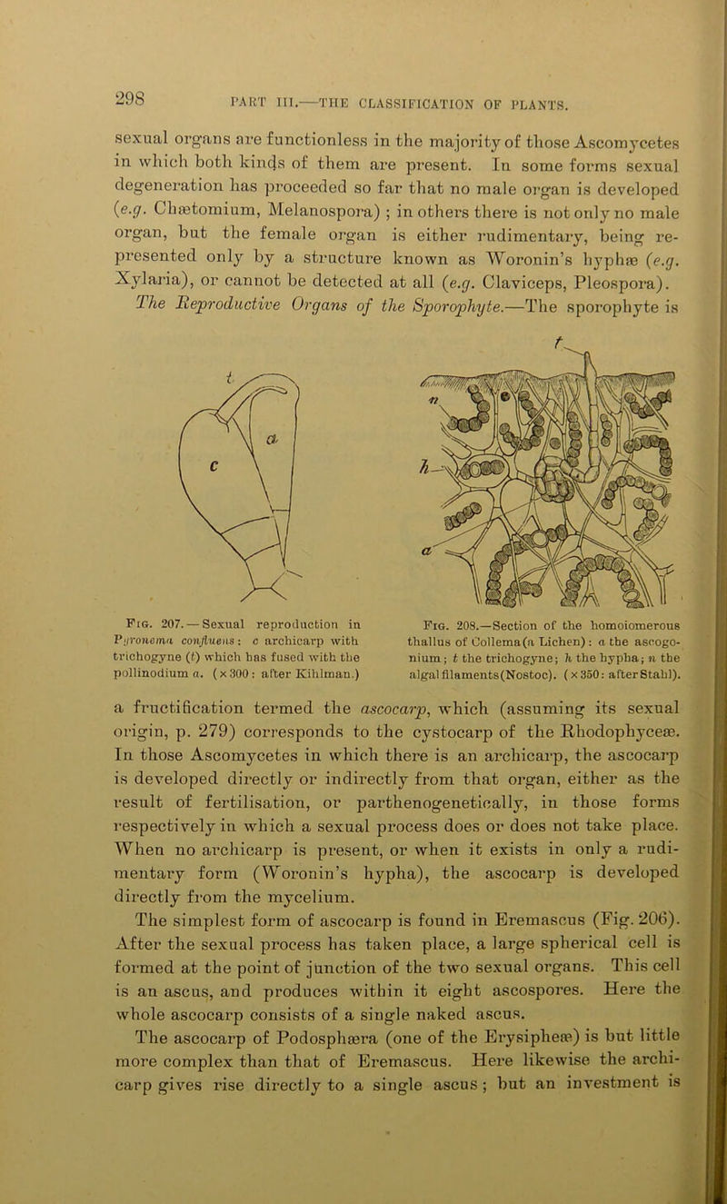 29S sexual organs are functionless in the majority of those Ascomycetes in which both kincjs of them are present. In some forms sexual degeneration has proceeded so far that no male organ is developed (e.y. Chastomium, Melanospora) ; in others there is not only no male organ, hut the female organ is either rudimentary, being re- presented only by a structure known as Woronin’s hyphae (e.g. Xylaria), or cannot be detected at all (e.g. Claviceps, Pleospora). The Reproductive Organs of the Sporophyte.—The sporophyte is a fructification termed the ascocarp, which (assuming its sexual origin, p. 279) corresponds to the cystocarp of the Rhodophyceae. In those Ascomycetes in which there is an archicarp, the ascocarp is developed directly or indirectly from that organ, either as the result of fertilisation, or parthenogenetically, in those forms respectively in which a sexual process does or does not take place. When no archicarp is present, or when it exists in only a rudi- mentary form (Woronin’s hypha), the ascocarp is developed directly from the mycelium. The simplest form of ascocarp is found in Eremascus (Fig- 206). After the sexual process has taken place, a large spherical cell is formed at the point of junction of the two sexual organs. This cell is an ascus, and produces within it eight ascospores. Here the whole ascocarp consists of a single naked ascus. The ascocarp of Podospha?ra (one of the Erysipheie) is but little more complex than that of Eremascus. Here likewise the archi- carp gives rise directly to a single ascus ; but an investment is t Pig. 207. — Sexual reproduction in Pig. 208.—Section of the homoiomerous Piironemn conflueus : c archicarp with thalius of Oollema(a Lichen) : a the ascogo- trichogyne (t) which has fused with the nium; t the ti'ichogyne; h the hypha; n the pollinodium a. (x300: after Kihlman.) algal fllaments(Nostoc). (x 350: after Stahl).