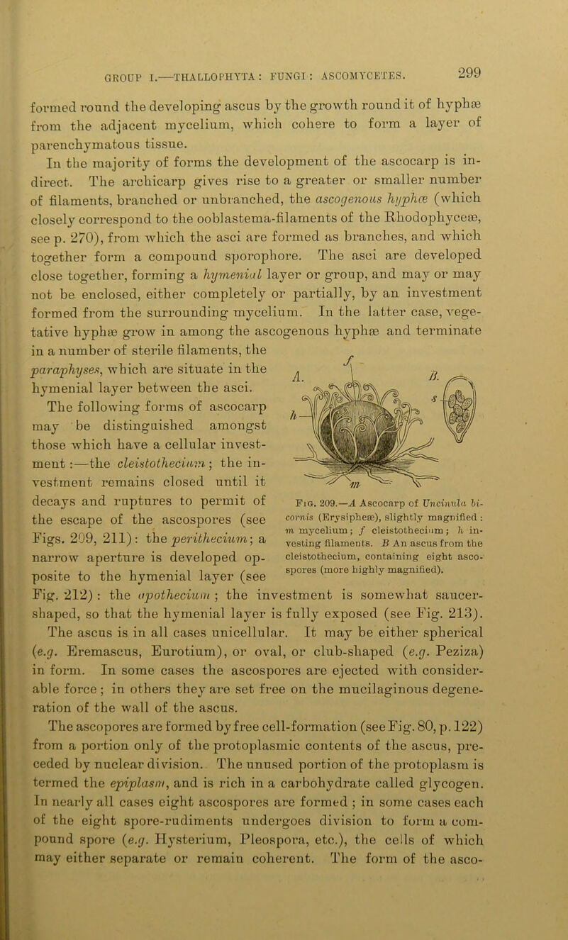 formed round the developing ascus by the growth round it of hyphae from the adjacent mycelium, which cohere to form a layer of parenchymatous tissue. In the majority of forms the development of the ascocarp is in- direct. The archicarp gives rise to a greater or smaller number of filaments, branched or unbranched, the ascogenous hyphce (which closely correspond to the ooblastema-filaments of the Rhodophyceae, see p. 270), from which the asci are formed as branches, and which together form a compound sporophore. The asci are developed close together, forming a hymeniaL layer or group, and may or may not be. enclosed, either completely or partially, by an investment formed from the surrounding mycelium. In the latter case, vege- tative hyphte grow in among the ascogenous hyphae and terminate in a number of sterile filaments, the paraphyses, which are situate in the hymenial layer between the asci. The following forms of ascocarp may be distinguished amongst those which have a cellular invest- ment :—the cleistothecimn ; the in- vestment remains closed until it decays and ruptures to permit of the escape of the ascospores (see Figs. 209, 211): the perithecium; a narrow aperture is developed op- posite to the hymenial layer (see Fig. 212) : the upothecium ; the investment is somewhat saucer- shaped, so that the hymenial layer is fully exposed (see Fig. 213). The ascus is in all cases unicellular. It may be either spherical (e.g. Eremascus, Eurotium), or oval, or club-shaped (e.g. Peziza) in form. In some cases the ascospores are ejected with consider- able force ; in others they are set free on the mucilaginous degene- ration of the wall of the ascus. The ascopores are formed by free cell-formation (seeFig. 80, p. 122) from a portion only of the protoplasmic contents of the ascus, pre- ceded by nuclear division. The unused portion of the protoplasm is termed the epiplasm, and is rich in a carbohydrate called glycogen. In nearly all cases eight ascospores are formed ; in some cases each of the eight spore-rudiments undergoes division to form a com- pound spore {e.g. Hysterium, Pleospora, etc.), the cells of which may either separate or remain coherent. The form of the asco- Fig. 209.—A Ascocarp of Uncinula bi- cornis (Erysiphese), slightly magnified: m mycelium; / cleistothecium; li in- vesting filaments. B An ascus from the cleistothecium, containing eight asco- spores (more highly magnified).