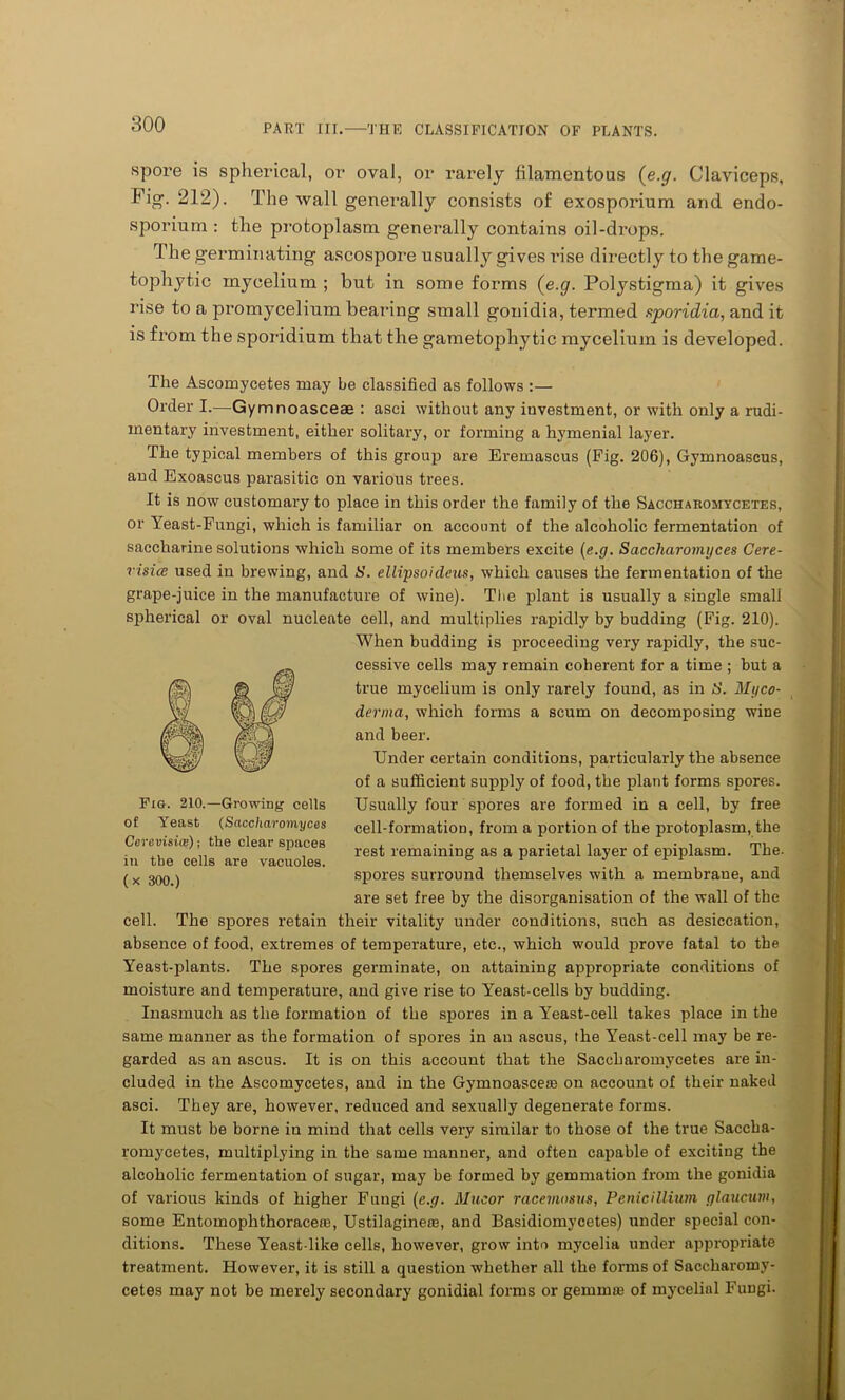 spore is spherical, or oval, or rarely iilamentous (e.g. Claviceps, Fig\ 212). The wall generally consists of exosporium and endo- sporium : the protoplasm, generally contains oil-drops. The germinating ascospore usually gives rise directly to the game- tophytic mycelium ; but in some forms (e.g. Polystigma) it gives rise to a promycelium bearing small gonidia, termed sporidia, and it is from the sporidium that the gametophytic mycelium is developed. The Ascomycetes may be classified as follows :— Order I.—Gymnoasceae : asci without any investment, or with only a rudi- mentary investment, either solitary, or forming a hymenial layer. The typical members of this group are Eremascus (Fig. 206), Gymnoascus, and Exoascus parasitic on various trees. It is now customary to place in this order the family of the Saccharomycetes, or Yeast-Fungi, which is familiar on account of the alcoholic fermentation of saccharine solutions which some of its members excite (e.g. Saccharomyces Cere- risice used in brewing, and S. ellipsoideus, which causes the fermentation of the grape-juice in the manufacture of wine). The plant is usually a single small spherical or oval nucleate cell, and multiplies rapidly by budding (Fig. 210). When budding is proceeding very rapidly, the suc- cessive cells may remain coherent for a time ; but a true mycelium is only rarely found, as in S. Myco- derma, which forms a scum on decomposing wine and beer. Under certain conditions, particularly the absence of a sufficient supply of food, the plant forms spores. Usually four spores are formed in a cell, by free cell-formation, from a portion of the protoplasm, the rest remaining as a parietal layer of epiplasm. The. spores surround themselves with a membrane, and are set free by the disorganisation of the wall of the cell. The spores retain their vitality under conditions, such as desiccation, absence of food, extremes of temperature, etc., which would prove fatal to the Yeast-plants. The spores germinate, on attaining appropriate conditions of moisture and temperature, and give rise to Yeast-cells by budding. Inasmuch as the formation of the spores in a Yeast-cell takes place in the same manner as the formation of spores in an ascus, the Yeast-cell may be re- garded as an ascus. It is on this account that the Saccharomycetes are in- cluded in the Ascomycetes, and in the Gymnoasceae on account of their naked asci. They are, however, reduced and sexually degenerate forms. It must be borne in mind that cells very similar to those of the true Saccha- romycetes, multiplying in the same manner, and often capable of exciting the alcoholic fermentation of sugar, may be formed by gemmation from the gonidia of various kinds of higher Fungi (e.g. Mneor racemosus, Penicillium glaucum, some Entomophthoraceoe, Ustilagineae, and Basidiomycetes) Tinder special con- ditions. These Yeast like cells, however, grow into mycelia under appropriate treatment. However, it is still a question whether all the forms of Saccharomy- cetes may not be merely secondary gonidial forms or gemmte of mycelial FuDgi. Pia. 210.—Growing cells of Yeast (Saccharomyces Cerevisice); the clear spaces in the cells are vacuoles, (x 300.)