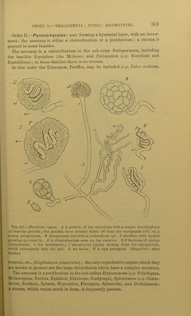 Order II.—P/renomycetes : asci forming a hymenial layer, with an invest- ment ; the ascocarp is either a cleistothecium or a perithecium ; a stroma is present in some families. The ascocarp is a cleistothecium in the sub order Perisporiaceas, including the families Erysipheas (the Mildews) and Perisporiete (e.g. Eurotium and Penicillium) ; in these families there is no stroma. In this order the Tuberacere, Truffles, may be included (e.g. Tuber cestivum, Fig. 211.—Eurotium repens. A A portion of the mycelium with a simple gonidiophore (c) bearing gonidia; the gonidia have already fallen off from the sterigmata (ft) ; as, a young ascogonium. B Ascogonium (as) with a pollinodium (p). C Another, with hyplue growing up round it. 1) A cleistothecium seen on the exterior. E F Sections of unripe cleistothecia; w tlie investment; f ascogonous hyphse arising from the ascogonium, which subseqently bear the asci. (? An ascus. H A ripe ascospore. (Magnified: after Sachs.) brum ale, etc., Elaphomyces granulatus) ; the only reproductive organs which they are known to possess are the large cleistothecia which have a complex structure. The ascocarp is a perithecium in the sub-orders Hypocreaceee (e.g. Polystigma, Melanospora, Nectria, Epichloe, Claviceps, Cordyceps), Sphreriacere (e.g. Chteto- mium, Sordaria, Xylaria, Hypoxylon, Pleospora, Splirerella), and Dotliideacete : a stroma, which varies much in form, is frequently present.