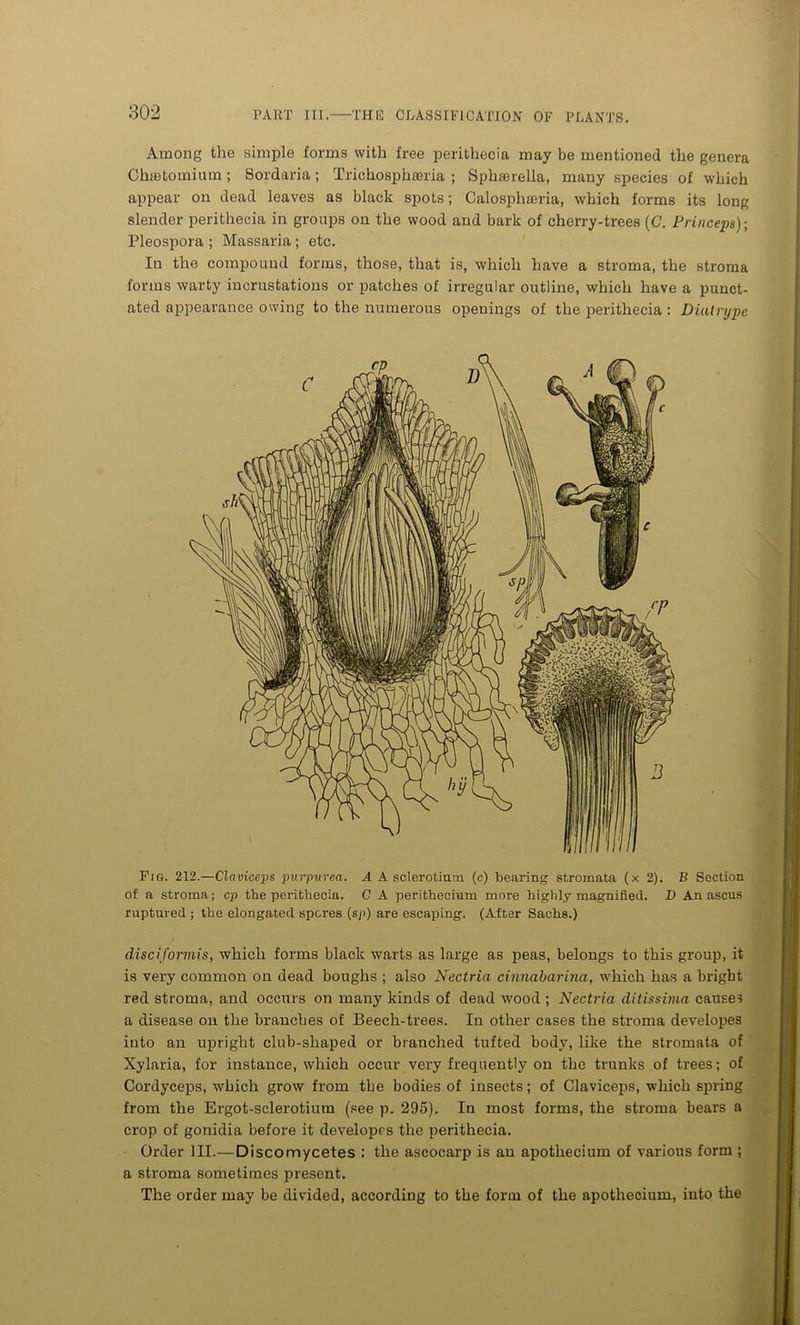 Among the simple forms with free perithecia may be mentioned the genera Chietomium; Sordaria; Trichosphasria ; Sphuerella, many species of which appear on dead leaves as black spots; Calosphama, which forms its long slender perithecia in groups on the wood and bark of cherry-trees (C. Princepn)-, Pleospora ; Massaria ; etc. In the compound forms, those, that is, which have a stroma, the stroma forms warty incrustations or patches of irregular outline, which have a punct- ated appearance owing to the numerous openings of the perithecia : Diatrype Fig. 212.—Claviceps purpurea. A A sclerotium (c) bearing stromata (x 2). B Section of a stroma; cp the perithecia. C A peritbecinm more highly magnified. D An ascus ruptured ; the elongated spores (sp) are escaping. (After Sachs.) disciformis, which forms black warts as large as peas, belongs to this group, it is very common on dead boughs ; also Nectria cinnabarina, which has a bright red stroma, and occurs on many kinds of dead wood ; Nectria ditissima causes a disease on the branches of Beech-trees. In other cases the stroma developes into an upright club-shaped or branched tufted body, like the stromata of Xylaria, for instance, which occur very frequently on the trunks of trees; of Cordyceps, which grow from the bodies of insects; of Claviceps, which spring from the Ergot-sclerotium (see p. 295). In most forms, the stroma bears a crop of gonidia before it developes the perithecia. Order III.—Discomycetes : the ascocarp is an apothecium of various form ; a stroma sometimes present. The order may be divided, according to the form of the apothecium, into the