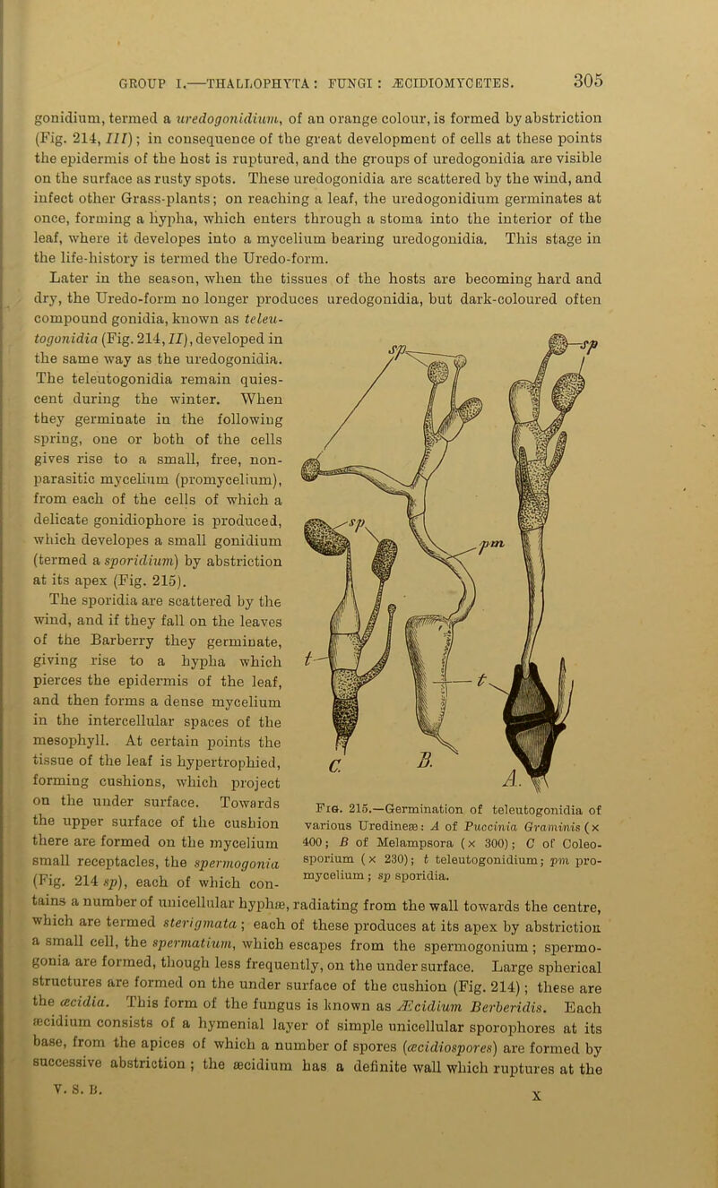 gonidium, termed a uredogonidium, of an orange colour, is formed by abstriction (Fig. 214, III); in consequence of the great development of cells at these points the epidermis of the host is ruptured, and the groups of uredogonidia are visible on the surface as rusty spots. These uredogonidia are scattered by the wind, and infect other Grass-plants; on reaching a leaf, the uredogonidium germinates at once, forming a hypha, which enters through a stoma into the interior of the leaf, where it developes into a mycelium bearing uredogonidia. This stage in the life-history is termed the Uredo-form. Later in the season, when the tissues of the hosts are becoming hard and dry, the Uredo-form no longer produces uredogonidia, but dark-coloured often compound gonidia, known as teleu- togonidia (Fig. 214, II), developed in the same way as the uredogonidia. The teleutogonidia remain quies- cent during the winter. When they germinate in the following spring, one or both of the cells gives rise to a small, free, non- parasitic mycelium (promycelium), from each of the cells of which a delicate gonidiophore is produced, which developes a small gonidium (termed a sporidium) by abstriction at its apex (Fig. 215). The sporidia are scattered by the wind, and if they fall on the leaves of the Barberry they germinate, giving rise to a hypha which pierces the epidermis of the leaf, and then forms a dense mycelium in the intercellular spaces of the mesophyll. At certain points the tissue of the leaf is hypertrophied, forming cushions, which project on the under surface. Towards the upper surface of the cushion there are formed on the mycelium small receptacles, the spermogonia (Fig. 214 hp), each of which con- tains a number of unicellular hyphac, radiating from the wall towards the centre, vhich are termed sterigmata ; each of these produces at its apex by abstriction a small cell, the spermatium, which escapes from the spermogonium; spermo- gonia are formed, though less frequently, on the undersurface. Large spherical structures are formed on the under surface of the cushion (Fig. 214); these are the cecidia. ibis form of the fungus is known as JEcidium Berberidis. Each aecidium consists of a hymenial layer of simple unicellular sporophores at its base, from the apices of which a number of spores (cecidiospores) are formed by successive abstriction ; the tecidium has a definite wall which ruptures at the V. S. B. Fig. 215.—Germination of teleutogonidia of various Uredinese: A of Puccinia Graminis (x 400; B of Melampsora (x 300); C of Coleo- sporium ( x 230); t teleutogonidium; pm pro- mycelium ; sp sporidia. X