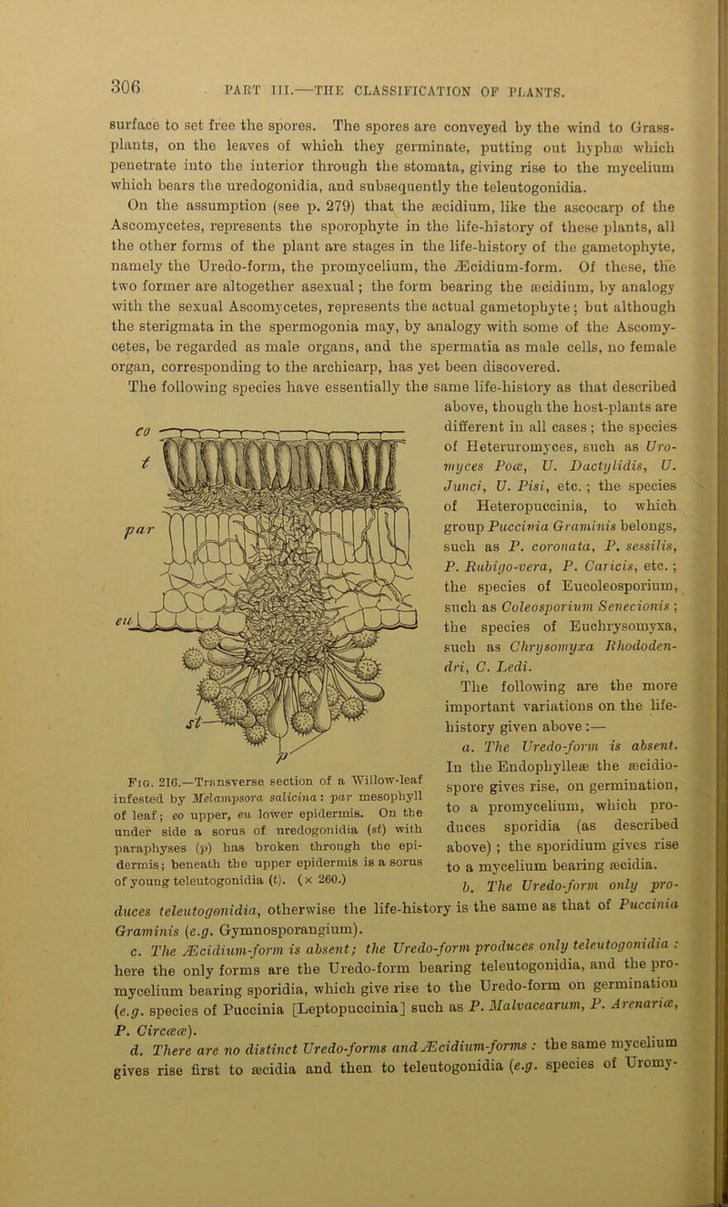 surface to set free the spores. The spores are conveyed by the wind to Grass- plants, on the leaves of which they germinate, putting out hyphae which penetrate into the interior through the stomata, giving rise to the mycelium which bears the uredogonidia, and subsequently the teleutogonidia. On the assumption (see p. 279) that the secidium, like the ascocarp of the Ascomycetes, represents the sporophyte in tire life-history of these plants, all the other forms of the plant are stages in the life-history of the gametophyte, namely the Uredo-form, the promycelium, the iEcidium-form. Of these, the two former are altogether asexual; the form bearing the secidium, by analogy with the sexual Ascomycetes, represents the actual gametophyte ; but although the sterigmata in the spermogonia may, by analogy with some of the Ascomy- cetes, be regarded as male organs, and the spermatia as male cells, no female organ, corresponding to the archicarp, has yet been discovered. The following species have essentially the same life-history as that described above, though the host-plants are different in all cases ; the species of Heteruromyces, such as Uro- myces Poce, U. Dactylidis, U. Junci, U. Pisi, etc. ; the species of Heteropuccinia, to which group Puccinia Graminis belongs, such as P. coronata, P. sessilis, P. Rubiyo-vera, P. Caricis, etc.; the species of Eucoleosporium, such as Coleosporium Sevecionis ; the species of Euchrysomyxa, such as Chrysomyxa Rhododen- dri, C. Ledi. The following are the more important variations on the life- history given above:— a. The Uredo-form is absent. In the Endopbyllese the aecidio- spore gives rise, on germination, to a promycelium, which pro- duces sporidia (as described above) ; the sporidium gives rise to a mycelium bearing aicidia. b. The Uredo-form only pro- duces teleutogonidia, otherwise the life-history is the same as that of Puccinia Graminis (e.g. Gymnosporangium). c. The JEcidium-form is absent; the Uredo-form produces only teleutogonidia : here the only forms are the Uredo-form bearing teleutogonidia, and the pro- mycelium bearing sporidia, which give rise to the Uredo-foim on germination (e.g. species of Puccinia [Leptopuccinia] such as P. Malvacearum, P. Arenarue, P. Circcece). d. There are no distinct Uredo-forms and TEcidmm-forms : the same mycelium gives rise first to ascidia and then to teleutogonidia (e.g. species of Uiomy en Fig. 21G.—Transverse section of a Willow-leaf infested by Melampsora salicina: par mesophyll of leaf; eo upper, en lower epidermis. On the under side a sorus of uredogonidia (sf) with paraphyses (p) has broken through the epi- dermis; beneath the upper epidermis is a sorus of young teleutogonidia (t). (x 260.)
