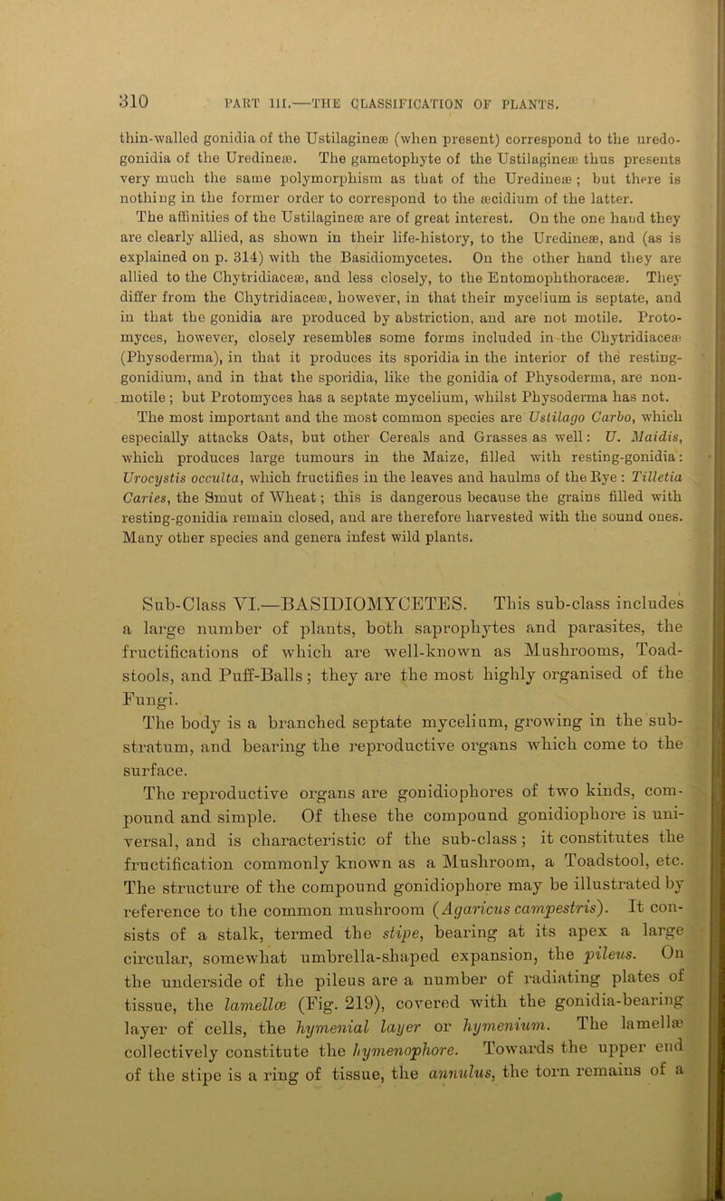 thin-walled gonidia of the Ustilagineae (when present) correspond to the uredo- gonidia of the Uredineie. The gametophyte of the Ustilaginese thus presents very much the same polymorphism as that of the Uredineae ; but there is nothing in the former order to correspond to the aacidium of the latter. The affinities of the Ustilaginere are of great interest. On the one hand they are clearly allied, as shown in their life-history, to the Uredineaa, and (as is explained on p. 314) with the Basidiomycetes. On the other hand they are allied to the Chytridiacese, and less closely, to the Entomophthoraceaa. They differ from the Chytridiaceaa, however, in that their mycelium is septate, and in that the gonidia are produced by abstriction, and are not motile. Proto- myees, however, closely resembles some forms included in the Chytridiaceae (Physoderma), in that it produces its sporidia in the interior of the restiug- gonidium, and in that the sporidia, like the gonidia of Physoderma, are non- motile ; but Protomyces has a septate mycelium, whilst Physoderma has not. The most important and the most common species are Uslilago Carlo, which especially attacks Oats, but other Cereals and Grasses as well: U. Maidis, which produces large tumours in the Maize, filled with resting-gonidia: Urocystis occulta, which fructifies in the leaves and haulms of the Eye : Tilletia Caries, the Smut of Wheat; this is dangerous because the grains filled with resting-gonidia remain closed, and are therefore harvested with the sound oues. Many other species and genera infest wild plants. Sub-Class VI.—BASIDIOMYCETES. This sub-class includes a large number of plants, both saprophytes and parasites, the fructifications of which are well-known as Mushrooms, Toad- stools, and Puff-Balls; they are the most highly organised of the Fungi. The body is a branched septate mycelium, growing in the sub- stratum, and bearing the reproductive organs which come to the surface. The reproductive organs are gonidiophores of two kinds, com- pound and simple. Of these the compound gonidiophore is uni- versal, and is characteristic of the sub-class; it constitutes the fructification commonly known as a Mushroom, a Toadstool, etc. The structure of the compound gonidiophore may be illustrated by reference to the common mushroom (Agaricus campestris). It con- sists of a stalk, termed the stipe, bearing at its apex a large circular, somewhat umbrella-shaped expansion, the pileus. On the underside of the pileus are a number of radiating plates of tissue, the lamellce (Fig. 219), covered with the gonidia-bearing layer of cells, the hymenial layer or hymenium. The lamella? collectively constitute the hymenophore. Towards the upper end of the stipe is a ring of tissue, the annulus, the torn remains of a