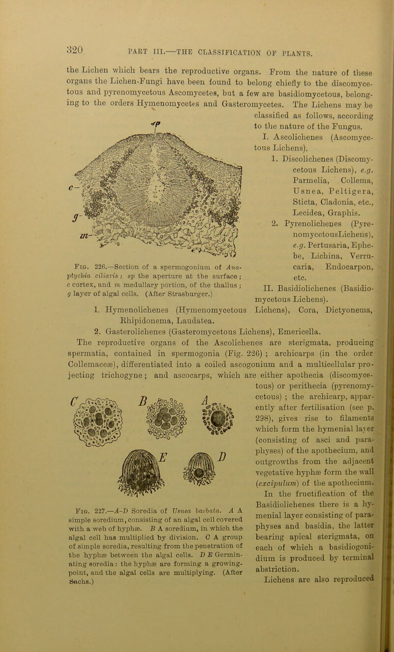 the Lichen which bears the reproductive organs. From the nature of these oigans the Lichen-Fungi have heen found to belong chiefly to the discomyce- tous and pyrenomycetous Ascomycetes, but a few are basidiomycetous, belong- ing to the orders Hymenomycetes and Gasteromycetes. The Lichens may be classified as follows, according to the nature of the Fungus. I. Ascolichenes (Ascomyce- tous Lichens). 1. Discolichenes (Discomy- cetous Lichens), e.g. Parmelia, Collema, Usnea, Peltigera, Sticta, Cladonia, etc., Lecidea, Graphis. 2. Pyrenolichenes (Pyre- nomycetousLichens), e.g. Pertusaria, Ephe- be, Lichina, Verru- caria, Endocarpon, etc. II. Basidiolichenes (Basidio- mycetous Lichens). Lichens), Cora, Dictyonema, Fig. 226.—Section of a spermogonium of Ana- ptychia ciliaris : sp the aperture at the surface ; c cortex, and m medullary portion, of the thallus ; g layer of algal cells. (After Strasburger.) 1. Hymenolichenes (Hymenomycetous Khipidonema, Laudatea. 2. Gasterolichenes (Gasteromycetous Lichens), Emericella. The reproductive organs of the Ascolichenes are sterigmata, producing spermatia, contained in spermogonia (Fig. 226) ; archicarps (in the order Collemacere), differentiated into a coiled ascogonium and a multicellular pro - jecting trichogyne; and ascocarps, which are either apothecia (discomyce- tous) or perithecia (pyrenomy- A ‘SW** ip cetous) ; the archicarp, appar- ently after fertilisation (see p. 298), gives rise to filaments which form the hymenial layer (consisting of asci and para- physes) of the apothecium, and outgrowths from the adjacent vegetative hyphse form the wall (excipulum) of the apothecium. In the fructification of the Basidiolichenes there is a hy- menial layer consisting of para- physes and basidia, the latter bearing apical sterigmata, on each of which a basidiogoni- dium is produced by terminal abstriction. Lichens are also reproduced Fig. 227.—A-D Soredia of Usnea barbata. A A simple soredium, consisting of an algal cell covered with a web of hyphae. B A soredium, in which the algal cell has multiplied by division. C A group of simple soredia, resulting from the penetration of the hyphai between the algal cells. D E Germin- ating soredia: the hyphae are forming a growing- point, and the algal cells are multiplying. (After SSachs.)