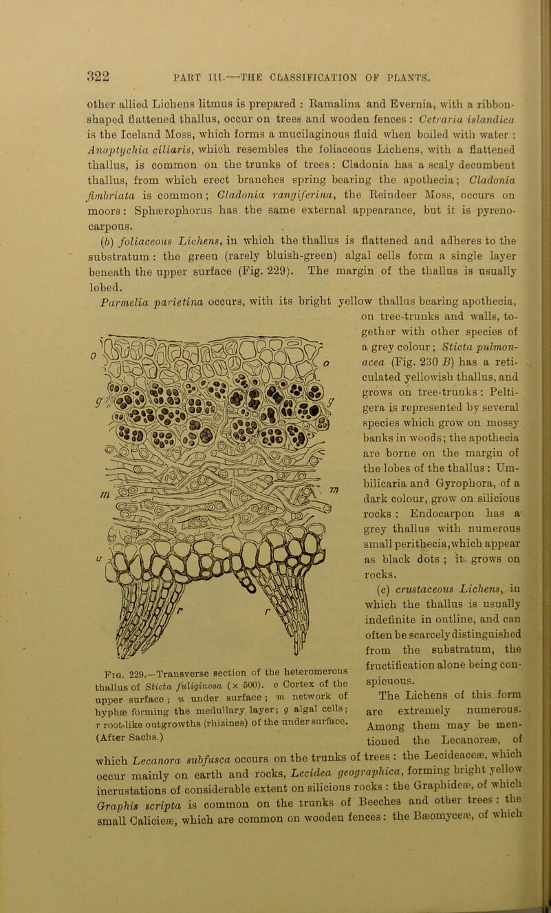other allied Lichens litmus is prepared : Ramalina and Evernia, with a ribbon- shaped flattened thallus, occur on trees and wooden fences : Cetraria islandica is the Iceland Moss, which forms a mucilaginous fluid when boiled with water : Anaptychia ciliaris, which resembles the foliaceous Lichens, with a flattened thallus, is common on the trunks of trees : Cladonia has a scaly decumbent thallus, from which erect branches spring bearing the apothecia; Cladonia fimbriata is common; Cladonia rangiferina, the Reindeer Moss, occurs on moors: Sphserophorus has the same external appearance, but it is pyreno- carpous. (/;) foliaceous Lichens, in which the thallus is flattened and adheres to the substratum: the green (rarely bluish-green) algal cells form a single layer beneath the upper surface (Fig. 229). The margin of the thallus is usually lobed. Parmelia parietina occurs, with its bright yellow thallus bearing apothecia, on tree-trunks and walls, to- gether with other species of a grey colour; Sticta pulmon- acea (Fig. 230 B) has a reti- culated yellowish thallus, and grows on tree-trunks : Pelti- gera is represented by several species which grow on mossy banks in woods; the apothecia are borne on the margin of the lobes of the thallus : Um- bilicaria and Gyrophora, of a dark colour, grow on silicious rocks : Endocarpon has a grey thallus with numerous small peritheeia,which appear as black dots ; it- grows on rocks. (c) crustaceous Lichens, in which the thallus is usually indefinite in outline, and can often be scarcely distinguished from the substratum, the , , . a fructification alone being con- Fig. 229.—Transverse section of the heteromerous thallus of Sticta fuliginosa (x 500). o Cortex of the spicuous. upper surface ; w under surface ; m network of The Lichens of this form hyphse forming the medullary layer; g algal cells; are extremely numerous, r root-like outgrowths (rhizines) of the under surface. Among them may be men- (After Sachs.) tioned the Lecanoreaj, of which Lecanora subfusca occurs on the trunks of trees : the Lecideaceie, which occur mainly on earth and rocks, Lecidea geographica, forming bright yellow incrustations of considerable extent on silicious rocks : the Graph ideas, of which Graphis scripta is common on the trunks of Beeches and other trees : the small Caliciere, which are common on wooden fences: the Breomycen?, of wine i