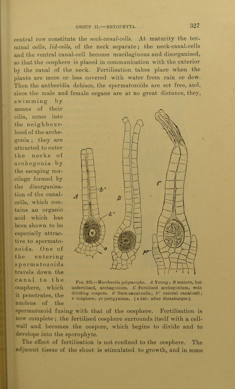 central row constitute the neck-canal-cells. At maturity the ter- minal cells, lid-cells, of the neck separate ; the neck-canal-cells and the ventral canal-cell become mucilaginous and disorganised, so that the oosphere is placed in communication with the exterior by the canal of the neck. Fertilisation takes place when the plants are more or less covered with water from rain or dew. Then the antheridia dehisce, the spermatozoids are set free, and, since the male and female organs are at no great distance, they, swimming by means of their cilia, come into the neighbour- hood of the arche- gonia ; they are attracted to enter the necks of archegonia by the escaping mu- cilage formed by the disorganisa- tion of the canal- cells, which con- tains an organic acid which has been shown to be especially attrac- tive to spermato- zoids. One of the entering spermatozoids travels down the canal to the oosphere, which it penetrates, the nucleus of the spermatozoid fusing with that of the oosphere. Fertilisation is now complete ; the fertilised oosphere surrounds itself with a cell- wall and becomes the oospore, which begins to divide and to develope into the sporophyte. The effect of fertilisation is not confined to the oosphere. The adjacent tissue of the shoot is stimulated to growth, and in some Fig. 235.—Marchantia polymorpha. A Young; B mature, but unfertilised, archegonium. C Fertilised archegonium, with dividing oospore, k' Neck-canal-cells; h ventral canal-cell; o oosphere; pr perigynium. (x 5-10: after Strasburger.)