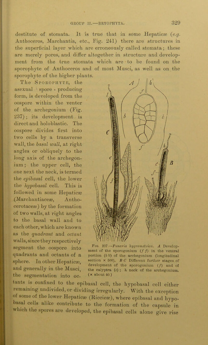 destitute of stomata. It is true that in some Hepaticee (e.g. Anthoceros, Marchantia, etc., Fig. 241) there are structures in the superficial layer which are erroneously called stomata; these are merely pores, and differ altogether in structure and develop- ment from the true stomata which are to he found on the sporophyte of Anthoceros and of most Musci, as well as on the sporophyte of the higher plan The Sporophyte, the asexual spore - producing form, is developed from the oospore within the venter of the archegonium (Fig. 237) ; its development is direct and holoblastic. The oospore divides first into two cells by a transverse wall, the basal wall, at right angles or obliquely to the long axis of the archegon- ium ; the upper cell, the one next the neck, is termed the epibasal cell, the lower the hypobasal cell. This is followed in some Hepaticay (March antiacese, Antho- cerotaceaa) by the formation of two walls, at right angles to the basal wall and to each other, which are known as the quadrant and octant walls, since they respectively segment the oospore into quadrants and octants of a sphere. In other Hepaticse, and generally in the Musci, the segmentation into oc- Fig. 237.—Funaria liygromctrica. A Develop- ment of the sporogonium (/ /) in the ventral portion (b b) of the archegonium (longitudinal section x 500). B C Different further stages of development of the sporogonium (/) and of the calyptra (c) ; li neck of the archegonium. (x about 40.) tants is confined to the epibasal cell, the hypobasal cell either remaining undivided, or dividing irregularly. ' With the exception of some of the lower Hepaticm (Ricciem), where epibasal and hypo- basal cells alike contribute to the formation of the capsule in which the spores are developed, the epibasal cells alone give rise