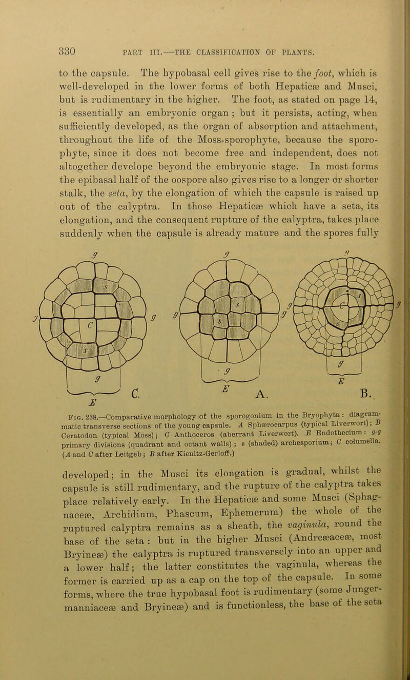 to the capsule. The hypobasal cell gives rise to the foot, which is well-developed in the lower forms of both Hepatic® and Musci, but is rudimentary in the higher. The foot, as stated on page 14, is essentially an embryonic organ ; but it persists, acting, when sufficiently developed, as the organ of absorption and attachment, throughout the life of the Moss-sporophyte, because the sporo- pliyte, since it does not become free and independent, does not altogether develope beyond the embryonic stage. In most forms the epibasal half of the oospore also gives rise to a longer or shorter stalk, the seta, by the elongation of which the capsule is raised up out of the calypti’a. In those Hepatic® which have a seta, its elongation, and the consequent rupture of the calyptra, takes place suddenly when the capsule is already mature and the spores fully v ‘7 ff Fig. 238.—Comparative morphology of the sporogonium in the Bryophyta : diagram- matic transverse sections of the young capsule. A Sphserocarpus (typical Liverwort), B Ceratodon (typical Moss); C Anthoceros (aberrant Liverwort). E Endothecium: g-g primary divisions (quadrant and octant walls) ; s (shaded) archesporium; C columella. (A and C after Leitgeb; B after Kienitz-Gerloff.) developed; in the Musci its elongation is gradual, whilst the capsule is still rudimentary, and the rupture of the calyptra takes place relatively early. In the Hepatic® and some Musci (Sphag nace®, Arcliidium, Phascum, Ephemerum) the whole of the ruptured calyptra remains as a sheath, the vaginula, round the base of the seta : but in the higher Musci (Andre®ace®, most Bryine®) the calyptra is ruptured transversely into an upper and a lower half; the latter constitutes the vaginula, whereas the former is carried up as a cap on the top of the capsule. Iu some forms, where the true hypobasal foot is rudimentary (some Junger- manniaee® and Bryine®) and is functionless, the base of the seta 9