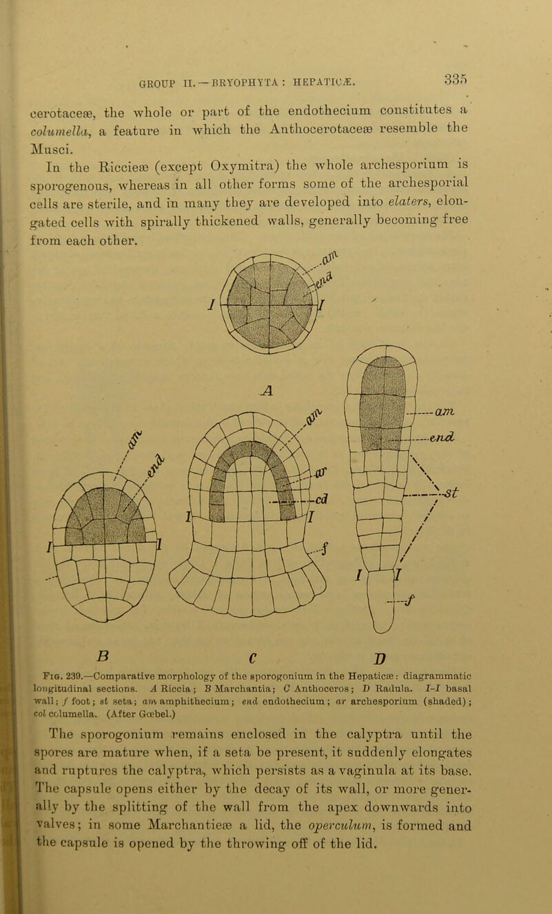 eerotacese, the 'whole or part of the endothecium constitutes a columella, a feature iu which the Anthocerotacege resemble the Musci. Iu the Riccieae (except Oxymitra) the whole archesporium is sporogenous, whereas in all other forms some of the archesporial cells are sterile, and in many they are developed into elaters, elon- gated cells with spirally thickened walls, generally becoming free from each other. Fig. 239.—Comparative morphology of the sporogonium in the Hepatic®: diagrammatic longitudinal sections. A Riccia; B Marchantia; C Anthoceros; D Radula. I-I basal wall;/foot; si seta; am amphithecium; end endothecium; ar archesporium (shaded); col columella. (After Goebel.) The sporogonium remains enclosed in the calvptra until the spores are mature when, if a seta be present, it suddenly elongates and ruptures the calyptra, which persists as a vaginula at its base. The capsule opens either by the decay of its wall, or more gener- ally by the splitting of the wall from the apex downwai'ds into valves; in some Marchantieos a lid, the operculum, is formed and the capsule is opened by the throwing off of the lid.