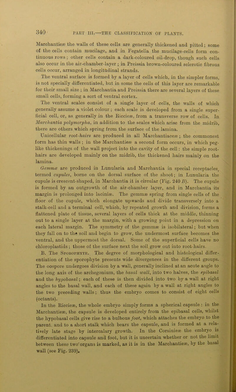 840' Marchantiere the walls of these cells are generally thickened and pitted; some of the cells contain nmcilage, and in Fegatella the mucilage-cells form con- tinuous rows ; other cells contain a dark-coloured oil-drop, though such cells also occur in the air-chamber-layer ; in Preissia brown-coloured sclerotic fibrous cells occur, arranged in longitudinal strands. The ventral surface is formed by a layer of cells which, in the simpler forms, is not specially differentiated, but in some the cells of this layer are remarkable for their small size ; in Marchantia and Preissia there are several layers of these small cells, forming a sort of ventral cortex. The ventral scales consist of a single layer of cells, the walls of which generally assume a violet colour ; each scale is developed from a single super- ficial cell, or, as generally in the Eiccieas, from a transverse row of cells. In Marchantia 'polymorpha, in addition to the scales which arise from the midrib, there are others which spring from the surface of the lamina. Unicellular root-hairs are produced in all Marchantiace® ; the commonest form has thin walls ; in the Marchantiete a second form occurs, in which peg- like thickenings of the wall project into the cavity of the cell: the simple root- hairs are developed mainly on the midrib, the thickened hairs mainly on the lamina. Gemma: are produced in Lunularia and Marchantia in special receptacles, termed cupules, borne on the dorsal surface of the shoot; in Lunularia the cupule is crescent-shaped, in Marchantia it is circular (Fig. 240 B). The cupule is formed by an outgrowth of the air-chamber layer, and in Marchantia its margin is prolonged into lacinite. The gemma spring from single cells of the floor of the cupule, which elongate upwards and divide transvex-sely into a stalk-cell and a terminal cell, which, by repeated growth and division, forms a flattened plate of tissue, several layers of cells thick at the middle, thinning out to a single layer at the margin, with a growing point in a depression on each lateral margin. The symmetry of the gemmae is isobilateral; but when they fall on to the soil and begin to grow, the undermost surface becomes the ventral, and the uppermost the dorsal. Some of the superficial cells have no chloroplastids; those of the surface next the soil grow out into root-hairs. B. The Sporophvte. The degree of morphological and histological differ- entiation of the sporophyte presents wide divergences in the different groups. The oospore undergoes division by a wall, generally inclined at an acute angle to the long axis of the archegonium, the basal wall, into two halves, the e.pibasal and the hypobasal; each of these is then divided into two by a wall at right angles to the basal wall, and each of these again by a wall at right angles to the two preceding walls; thus the embryo comes to consist of eight cells (octants). In the Biccieae, the whole embryo simply forms a spherical capsule : in the Marchantiese, the capsule is developed entirely from the epibasal cells, whilst the hypobasal cells give rise to a bulbous foot, which attaches the embryo to the parent, and to a short stalk which bears the capsule, and is formed at a rela- tively late stage by intercalary growth. In the Corsiuiexe the embryo is differentiated into capsule and foot, but it is uncertain whether or not the limit between these two'organs is marked, as it is in the Marchantiexe, by the basal wall (see Fig. 239).