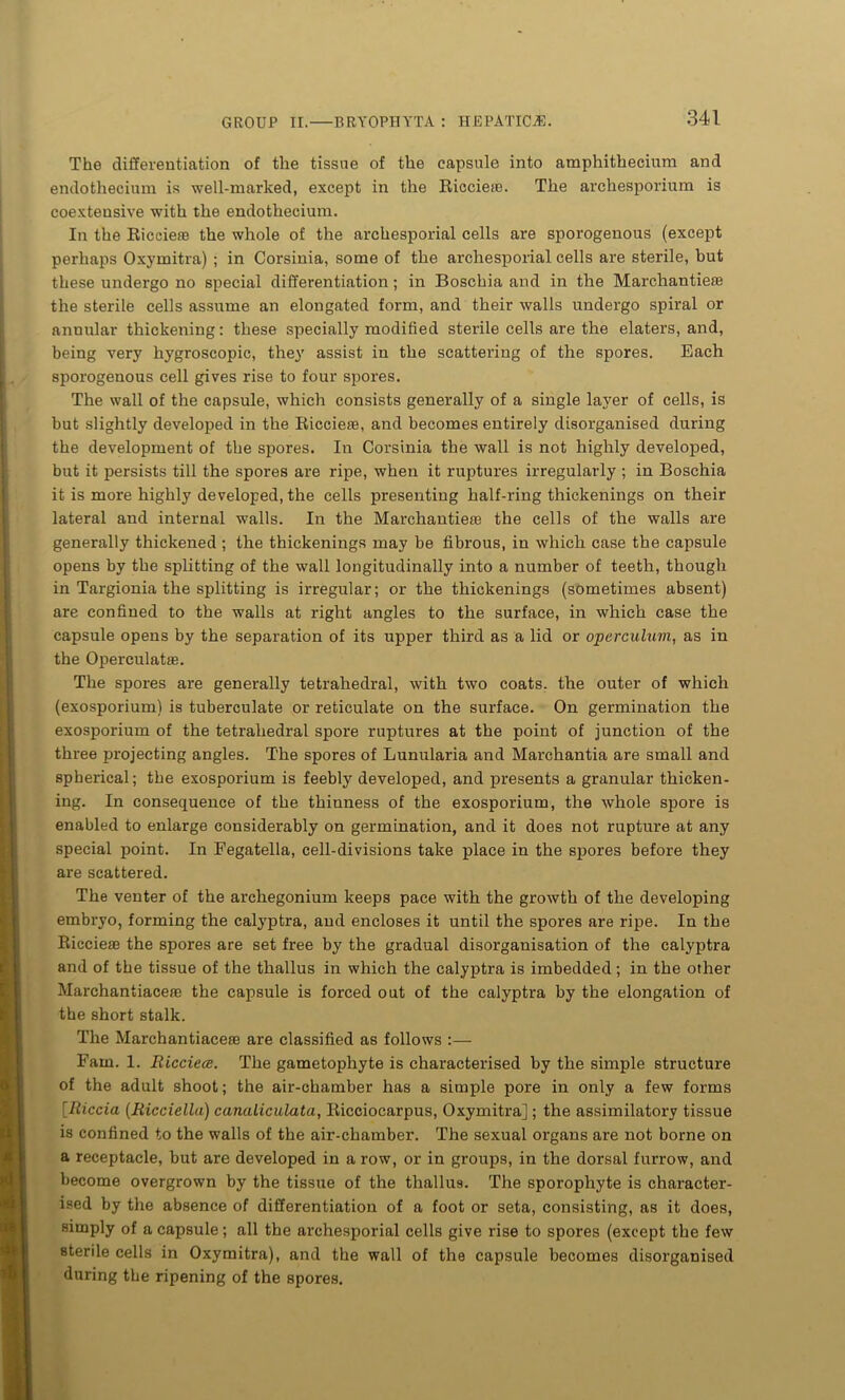 The differentiation of the tissue of the capsule into amphithecium and endothecium is well-marked, except in the Riccieie. The archesporium is coextensive with the endothecium. In the Ricciere the whole of the archesporial cells are sporogenous (except perhaps Oxymitra) ; in Corsinia, some of the archesporial cells are sterile, but these undergo no special differentiation; in Boschia and in the Marchantie* the sterile cells assume an elongated form, and their walls undergo spiral or annular thickening: these specially modified sterile cells are the elaters, and, being very hygroscopic, they assist in the scattering of the spores. Each sporogenous cell gives rise to four spores. The wall of the capsule, which consists generally of a single layer of cells, is but slightly developed in the Ricciete, and becomes entirely disorganised during the development of the spores. In Corsinia the wall is not highly developed, but it persists till the spores are ripe, when it ruptures irregularly ; in Boschia it is more highly developed, the cells presenting half-ring thickenings on their lateral and internal walls. In the Marchantieie the cells of the walls are generally thickened ; the thickenings may be fibrous, in which case the capsule opens by the splitting of the wall longitudinally into a number of teeth, though in Targionia the splitting is irregular; or the thickenings (sometimes absent) are confined to the walls at right angles to the surface, in which case the capsule opens by the separation of its upper third as a lid or operculum, as in the Operculatae. The spores are generally tetrahedral, with two coats, the outer of which (exosporium) is tuberculate or reticulate on the surface. On germination the exosporium of the tetrahedral spore ruptures at the point of junction of the three projecting angles. The spores of Lunularia and Marchantia are small and spherical; the exosporium is feebly developed, and presents a granular thicken- ing. In consequence of the thinness of the exosporium, the whole spore is enabled to enlarge considerably on germination, and it does not rupture at any special point. In Fegatella, cell-divisions take place in the spores before they are scattered. The venter of the archegonium keeps pace with the growth of the developing embryo, forming the calyptra, and encloses it until the spores are ripe. In the Riccieas the spores are set free by the gradual disorganisation of the calyptra and of the tissue of the thallus in which the calyptra is imbedded; in the other Marchantiaceae the capsule is forced out of the calyptra by the elongation of the short stalk. The Marchantiaceae are classified as follows :— Fain. 1. Ricciece. The gametophyte is characterised by the simple structure of the adult shoot; the air-chamber has a simple pore in only a few forms [Riccia (Ricciella) canaliculata, Ricciocarpus, Oxymitra]; the assimilatory tissue is confined to the walls of the air-chamber. The sexual organs are not borne on a receptacle, but are developed in a row, or in groups, in the dorsal furrow, and become overgrown by the tissue of the thallus. The sporopliyte is character- ised by the absence of differentiation of a foot or seta, consisting, as it does, simply of a capsule; all the archesporial cells give rise to spores (except the few sterile cells in Oxymitra), and the wall of the capsule becomes disorganised during the ripening of the spores.