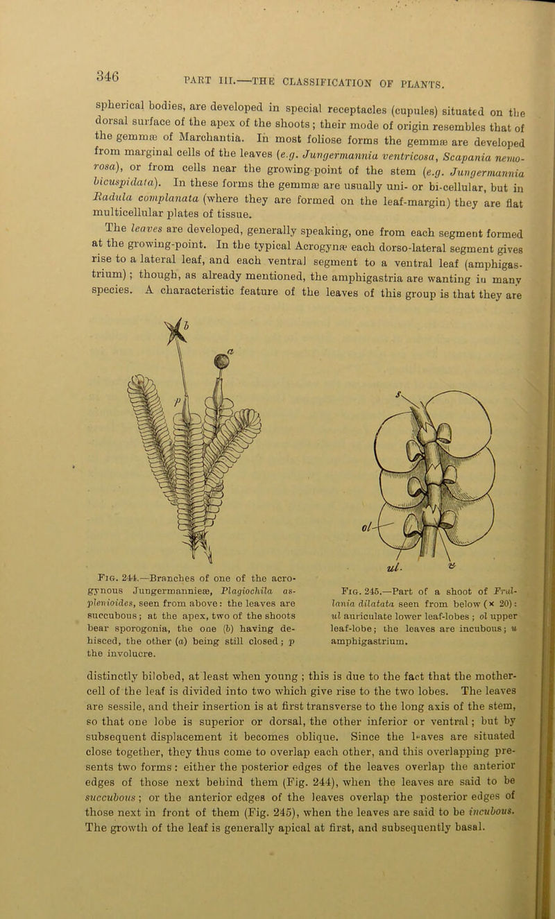 PART III. THE CLASSIFICATION OF PLANTS. spherical bodies, are developed in special receptacles (cupules) situated on the dorsal surface of the apex of the shoots; their mode of origin resembles that of the gemmo3 of Marchantia. In most foliose forms the gemmae are developed from marginal cells of the leaves (e.g. Juvgermanniu ventricosa, Scapania nemo- rosa)< or from cells near the growing-point of the stem (e.g. Jungermannia bicuspidata). In these forms the gemmae are usually uni- or bi-cellular, but in Eadula complanata (where they are formed on the leaf-margin) they are flat multicellular plates of tissue. The leaves are developed, generally speaking, one from each segment formed at the growing-point. In the typical Acrogyna? each dorso-lateral segment gives rise to a lateral leaf, and each ventral segment to a ventral leaf (amphigas- trium), though, as already mentioned, the amphigastria are wanting in many species. A characteristic feature of the leaves of this group is that they are Fig. 244—Branches of one of the acro- grnous Jungermarmiese, Plagiochila as- plenioides, seen from above: the leaves are 8uccubous; at the apex, two of the shoots bear sporogonia, the one (b) having de- hisced, the other (a) being still closed; p the involucre. Fig. 245.—Part of a shoot of JFrul- lania dilatata seen from below ( x 20): ul auriculate lower leaf-lobes ; ol upper leaf-lobe; the leaves are incubous; u amphigastrium. distinctly bilobed, at least when young ; this is due to the fact that the mother- cell of the leaf is divided into two which give rise to the two lobes. The leaves are sessile, and their insertion is at first transverse to the long axis of the stem, so that one lobe is superior or dorsal, the other inferior or ventral; but by subsequent displacement it becomes oblique. Since the leaves are situated close together, they thus come to overlap each other, and this overlapping pre- sents two forms: either the posterior edges of the leaves overlap the anterior edges of those next behind them (Fig. 244), when the leaves are said to be succubous; or the anterior edges of the leaves overlap the posterior edges of those next in front of them (Fig. 245), when the leaves are said to be incubous. The growth of the leaf is generally apical at first, and subsequently basal.