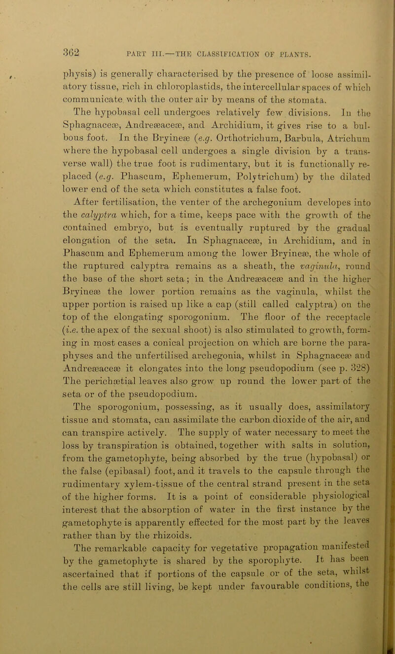 physis) is generally characterised by the presence of loose assimil- atory tissue, rich in chloroplastids, the intercellular spaces of which communicate with the outer air by means of the stomata. The hypobasal cell undergoes relatively few divisions. In the Sphagnacese, Andreseaee®, and Archidium, it gives rise to a bul- bous foot. In the Bryineie (e.g. Orthotrichum, Barbula, Atrichum where the hypobasal cell undei’goes a single division by a trans- verse wall) the true foot is rudimentary, but it is functionally re- placed (e.g. Phascum, Ephemerum, Polytrichum) by the dilated lower end of the seta which constitutes a false foot. After fertilisation, the venter of the archegonium developes into the calyptra which, for a time, keeps pace with the growth of the contained embryo, but is eventually ruptured by the gradual elongation of the seta. In Sphagnacece, in Archidium, and in Phascum and Ephemerum among the lower Bryineas, the whole of the ruptured calyptra remains as a sheath, the vaginula, round the base of the short seta; in the Andremace® and in the higher Bryineas the lower portion remains as the vaginula, whilst the upper portion is raised up like a cap (still called calyptra) on the top of the elongating sporogonium. The floor of the receptacle (i.e. the apex of the sexual shoot) is also stimulated to growth, form- ing in most cases a conical projection on which are borne the para- physes and the unfertilised archegonia, whilst in Sphagnaceaa and Andreaeaceae it elongates into the long pseudopodium (see p. 328) The perichastial leaves also grow up round the lower part of the seta or of the pseudopodium. The sporogonium, possessing, as it usually does, assimilatory tissue and stomata, can assimilate the carbon dioxide of the air, and can transpire actively. The supply of water necessary to meet the loss by transpiration is obtained, together with salts in solution, from the gametophyte, being absorbed by the true (hypobasal) or the false (epibasal) foot, and it travels to the capsule through the rudimentary xylem-tissue of the central strand present in the seta of the higher forms. It is a point of considerable physiological interest that the absorption of water in the first instance by the gametophyte is apparently effected for the most part by the leaves rather than by the rhizoids. The remarkable capacity for vegetative propagation manifested by the gametophyte is shared by the sporophyte. It has been ascertained that if portions of the capsule or of the seta, whilst the cells are still living, be kept under favourable conditions, the