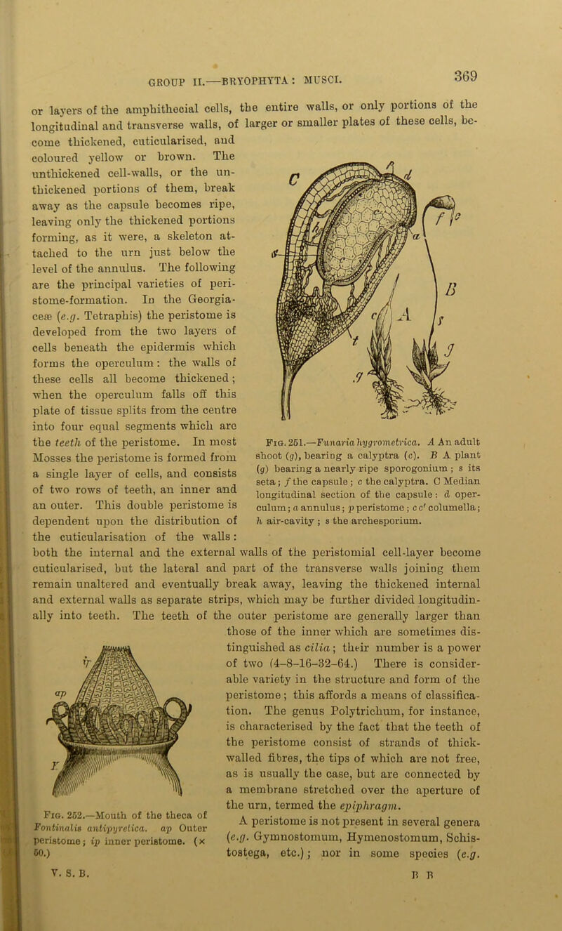 or layers of the amphithecial cells, the entire walls, or only portions of the longitudinal and transverse walls, of larger or smaller plates of these cells, be- come thickened, cuticularised, and coloured yellow or brown. The unthickened cell-walls, or the un- thickened portions of them, break away as the capsule becomes ripe, leaving only the thickened portions forming, as it were, a skeleton at- tached to the urn just below the level of the annulus. The following are the principal varieties of peri- stome-formation. In the Georgia- cete (e.g. Tetraphis) the peristome is developed from the two layers of cells beneath the epidermis which forms the operculum: the walls of these cells all become thickened; when the operculum falls off this plate of tissue splits from the centre into four equal segments which are the teeth of the peristome. In most Mosses the peristome is formed from a single layer of cells, and consists of two rows of teeth, an inner and an outer. This double peristome is dependent upon the distribution of the cuticularisation of the walls: both the internal and the external walls of the peristomial cell-layer become cuticularised, but the lateral and part of the transverse walls joining them remain unaltered and eventually break away, leaving the thickened internal and external walls as separate strips, which may be further divided longitudin- ally into teeth. The teeth of the outer peristome are generally larger than those of the inner which are sometimes dis- tinguished as cilia ; their number is a power of two (4-8-16-32-64.) There is consider- able variety in the structure and form of the peristome ; this affords a means of classifica- tion. The genus Polytrichum, for instance, is characterised by the fact that the teeth of the peristome consist of strands of thick- walled fibres, the tips of which are not free, as is usually the case, but are connected by a membrane stretched over the aperture of the urn, termed the epiphragm. A peristome is not present in several genera (e.g. Gymnostomum, Hymenostomum, Schis- tostega, etc.); nor in some species (e.g. Fig. 251.—Fun aria hygvometrica. A An adult shoot (g), hearing a calyptra (c). B A plant (g) bearing a nearly ripe sporogonium ; s its seta; / the capsule; c the calyptra. 0 Median longitudinal section of the capsule: d oper- culum ; a annulus; p peristome; c c' columella ; h air-cavity ; s the archesporium. Fig. 262.—Mouth of the theca of Fontinalis ant/ipijrelioa. ap Outer peristome; ip inner peristome, (x 60.) V. S. B. B B