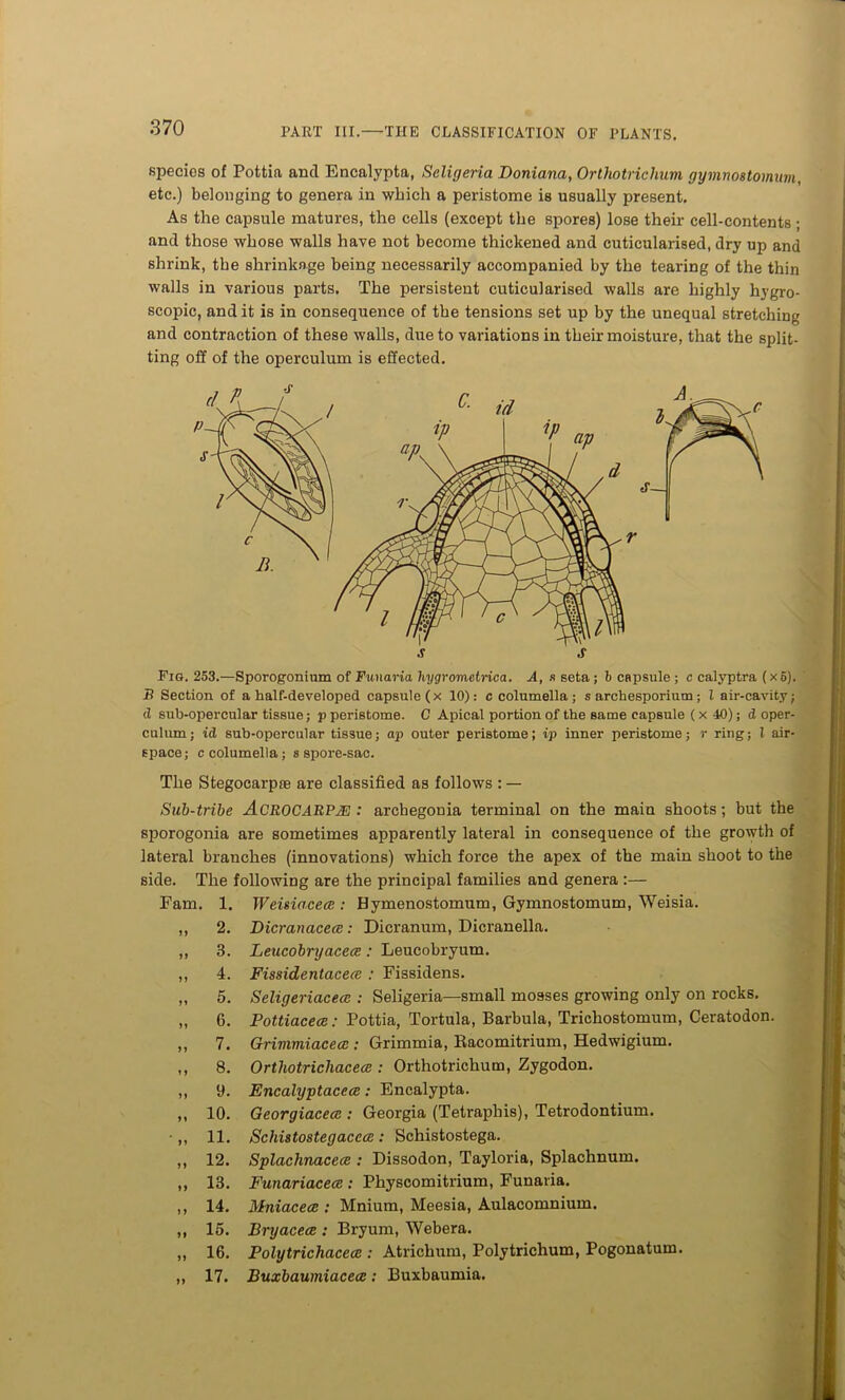 specios of Pottia and Encalypta, Seligeria Doniana, Orthotriclium gymnostomuni, etc.) belonging to genera in which a peristome is usually present. As the capsule matures, the cells (except the spores) lose their cell-contents ; and those whose walls have not become thickened and cuticularised, dry up and shrink, the shrinkage being necessarily accompanied by the tearing of the thin walls in various parts. The persistent cuticularised walls are highly hygro- scopic, audit is in consequence of the tensions set up by the unequal stretching and contraction of these walls, due to variations in their moisture, that the split- ting off of the operculum is effected. Fig. 253.—Sporogonium of Funaria hygrometrica. A, s seta ; b capsule ; c calyptra (x 6). B Section of a half-developed capsule (x 10): c columella; s archesporium; l air-cavity; d sub-opercular tissue; p peristome. C Apical portion of the same capsule (x 40); d oper- culum; id sub-opercular tissue; ap outer peristome; ip inner peristome; r ring; l air- space; c columella; s spore-sac. The Stegocarpie are classified as follows : — Sub-tribe ACROCABP2E : arcbegonia terminal on the main shoots; but the sporogonia are sometimes apparently lateral in consequence of the growth of lateral branches (innovations) which force the apex of the main shoot to the side. The following are the principal families and genera :— Earn. 1. Weisiocece : Bymenostomum, Gymnostomum, Weisia. 2. Dicranacece: Dicranum, Dicranella. 3. Leucobryacea : Leucobryum. 4. Fissidentacece : Fissidens. 5. Seligeriacece : Seligeria—small mosses growing only on rocks. 6. Pottiacece: Pottia, Tortula, Barbula, Trichostomum, Ceratodon. 7. Grimmiacecc : Grimmia, Racomitrium, Hedwigium. 8. Orthotricliacece : Orthotrichum, Zygodon. 9. Encalyptacece: Encalypta. 10. Georgiacece : Georgia (Tetraphis), Tetrodontium. 11. Schistostegaccce: Schistostega. 12. Splachnacece : Dissodon, Tayloria, Splachnum. 13. Funariacece : Physcomitrium, Funaria. 14. Mniacece : Mnium, Meesia, Aulacomnium. 15. Bryacea:: Bryum, Webera. 16. Polytrichacece : Atrichum, Polytrichum, Pogonatum. 17. Buxbaumiacece: Buxbaumia.