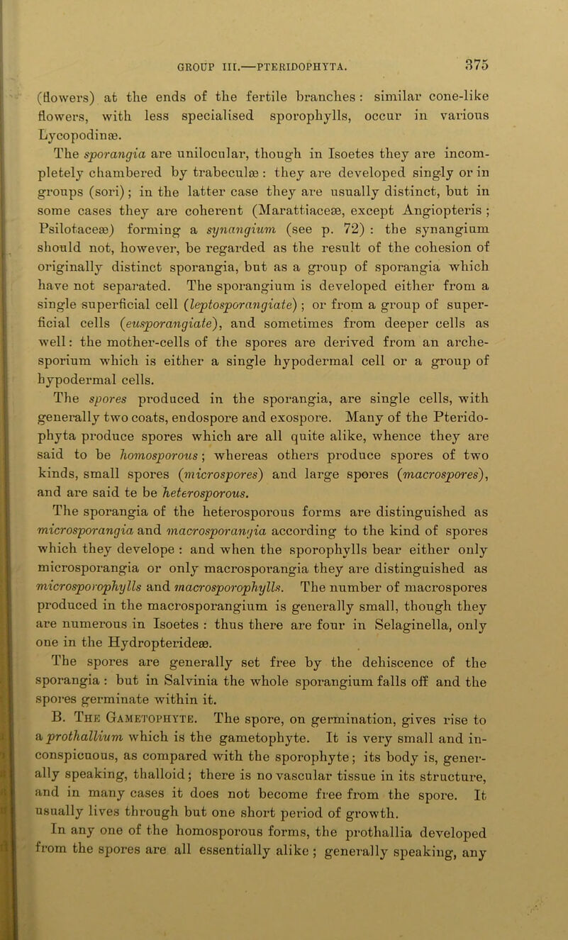 (dowers) at the ends of the fertile branches : similar cone-like dowers, with less specialised sporophylls, occur in various Lycopodinae. The sporangia are unilocular, though in Isoetes they are incom- pletely chambered by trabeculae : they are developed singly or in groups (sori) ; in the latter case they are usually distinct, but in some cases they are coherent (Marattiaceae, except Angiopteris ; Psilotaceae) forming a synangium (see p. 72) : the synangium should not, however, be regarded as the result of the cohesion of originally distinct sporangia, but as a group of sporangia which have not separated. The sporangium is developed either from a single superdcial cell (leptosporangiate); or from a group of super- dcial cells (eusporangiate), and sometimes from deeper cells as well: the mother-cells of the spores are derived from an arche- sporium which is either a single hypodermal cell or a group of hypodermal cells. The spores produced in the sporangia, are single cells, with generally two coats, endospore and exospore. Many of the Pterido- phyta produce spores which are all quite alike, whence they are said to be homosporous; whereas others produce spores of two kinds, small spores ('microspores) and large spores (macrospores), and are said te be heterosporous. The sporangia of the heterosporous forms are distinguished as microsporangia and macrosporangia according to the kind of spores which they develope : and when the sporophylls bear either only microsporangia or only macrospoi*angia they are distinguished as microsporophylls and macrosporopkylls. The number of macrospores produced in the macrosporangium is generally small, though they are numerous in Isoetes : thus there are four in Selaginella, only one in the Hydropterideae. The spores are generally set free by the dehiscence of the sporangia : but in Salvinia the whole sporangium falls off and the spores germinate within it. B. The Gametophyte. The spore, on germination, gives rise to a prothallivm which is the gametophyte. It is very small and in- conspicuous, as compared with the sporophyte; its body is, gener- ally speaking, thalloid; there is no vascular tissue in its structure, and in many cases it does not become free from the spore. It usually lives through but one short period of growth. In any one of the homosporous forms, the protliallia developed from the spores are all essentially alike ; generally speaking, any