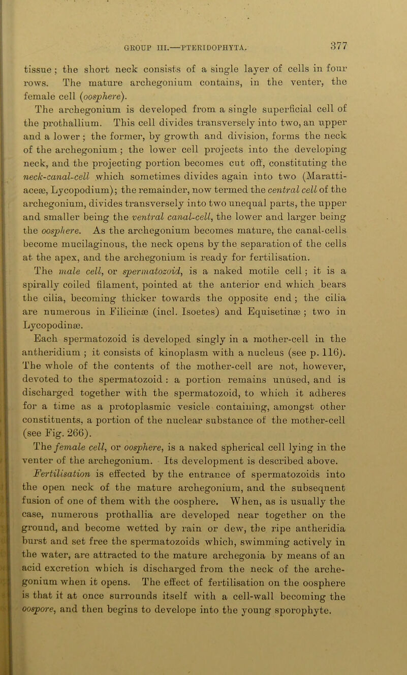 tissue ; the shoi*t neck consists of a single layer of cells in four rows. The mature archegonium contains, in the venter, the female cell (oosphere). The archegonium is developed from a single superficial cell of the prothallium. This cell divides transversely into two, an upper and a lower ; the former, by growth and division, forms the neck of the archegonium ; the lower cell projects into the developing neck, and the projecting portion becomes cut off, constituting the neck-canal-cell which, sometimes divides again into two (Maratti- acese, Lycopodium); the remainder, now termed the central cell of the archegonium, divides transversely into two unequal parts, the upper and smaller being the ventral canal-cell, the lower and larger being the oosphere. As the archegonium becomes mature, the canal-cells become mucilaginous, the neck opens by the separation of the cells at the apex, and the archegonium is ready for fertilisation. The male cell, or spermatozoid, is a naked motile cell ; it is a spirally coiled filament, pointed at the anterior end which bears the cilia, becoming thicker towards the opposite end ; the cilia are numerous in Filicince (inch Isoetes) and Equisetinse ; two in Lycopodinre. Each spermatozoid is developed singly in a mother-cell in the antheridium ; it consists of kinoplasm with a nucleus (see p. 116). The whole of the contents of the mother-cell are not, however, devoted to the spermatozoid : a portion remains unused, and is discharged together with the spermatozoid, to which it adheres for a time as a protoplasmic vesicle containing, amongst other constituents, a portion of the nuclear substance of the mother-cell (see Eig. 266). The female cell, or oosphere, is a naked spherical cell lying in the venter of the archegonium. Its development is described above. Fertilisation is effected by the entrance of spermatozoids into the open neck of the mature archegonium, and the subsequent fusion of one of them with the oosphere. When, as is usually the case, numerous prothallia are developed near together on the ground, and become wetted by rain or dew, the ripe antheridia burst and set free the spermatozoids which, swimming actively in the water, are attracted to the mature archegonia by means of an acid excretion which is discharged from the neck of the arche- gonium when it opens. The effect of fertilisation on the oosphere is that it at once surrounds itself with a cell-wall becoming the oospore, and then begins to develope into the young sporophyte.