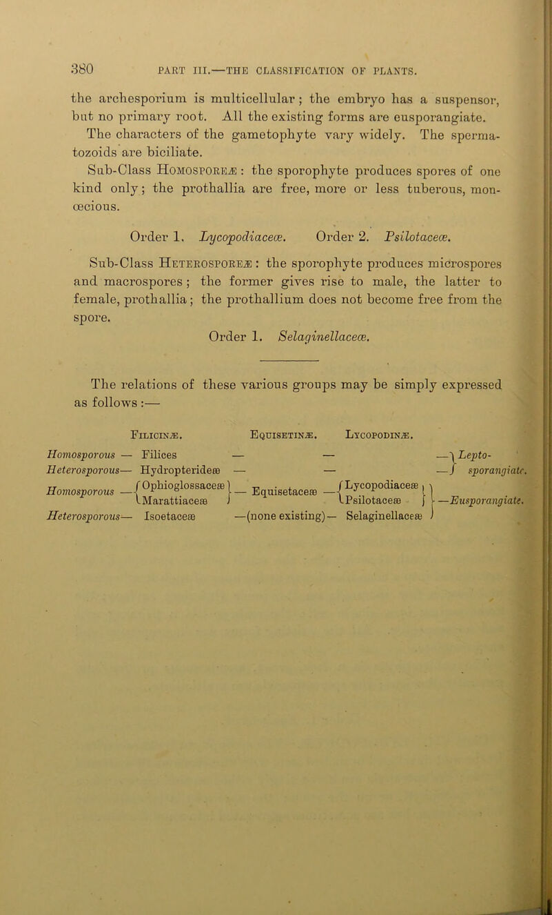 the archesporium is multicellular ; the embryo has a suspensor, but no primary root. All the existing forms are eusporangiate. The characters of the gametopliyte vary widely. The sperma- tozoids are biciliate. Sub-Class HomosporKjE : tbe sporophyte produces spores of one kind only; the prothallia are free, more or less tuberous, mon- oecious. Sub-Class Heterospore.® : the sporophyte produces miCrospores and macrospores ; the former gives rise to male, the latter to female, prothallia; the prothallium does not become free from the spore. Order 1. Selaginellacece. The relations of these various groups may be simply expressed as follows:— Order 1. Lycopodiacece. Order 2. Psilotacece. FlLICINjE. EqUISETIN^E. LiYCOPODINjE. Homosporous — Filices — Heterosporous— Hydropterideae — —) Lepto- —/ sporangiatc. I Marattiaceas J Heterosporous— Isoetaceae —(none existing) — t, . , ILycopodiaceffi — Equisetace® — J. 1 IPsilotace© —(none existing)— Selaginellacete