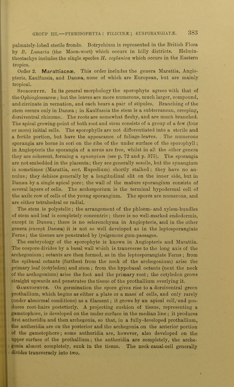palmately-lobed sterile fronds. Botrychium is represented in the British Flora by B. Lunaria (the Moon-wort) which occurs in hilly districts. Helmin- thostachys includes the single species H. zeylanica which occurs in the Eastern tropics. Order 2. Marattiaceae. This order includes the genera Marattia, Angio- pteris, Kaulfussia, and Danasa, none of which are European, but are mainly tropical. Sporophyte. In its general morphology the sporophyte agrees with that of the Ophioglossacete ; but the leaves are more numerous, much larger, compound, andcircinate in vernation, and each bears a pair of stipules. Branching of the stem occurs only in Danaea ; in Kaulfussia the stem is a subterranean, creeping, dorsiventral rhizome. The roots are somewhat fleshy, and are much branched. The apical growing-point of both root and stem consists of a group of a few (four or more) initial cells. The sporophylls are not differentiated into a sterile and a fertile portion, but have the appearance of foliage-leaves. The numerous sporangia are borne in sori on the ribs of the under surface of the sporophyll ; in Angiopteris the sporangia of a sorus are free, whilst in all the other genera they are coherent, forming a synangium (see p. 72 and p. 375). The sporangia are not embedded in the placenta; they are generally sessile, but the synangium is sometimes (Marattia, sect. Eupodium) shortly stalked; they have no an- nulus; they dehisce generally by a longitudinal slit on the inner side, but in Danasa by a single apical pore; the wall of the mature sporangium consists of several layers of cells. The archesporium is the terminal hypodermal cell of the axile row of cells of the young sporangium. The spores are numerous, and are either tetrahedral or radial. The stem is polystelic ; the arrangement of the phloem- and xylem-bundles of stem and leaf is completely concentric ; there is no well-marked endodermis, except in Danasa; there is no sclerenchyma in Angiopteris, and in the other genera (except Danasa) it is not so well developed as in the leptosporangiate Ferns; the tissues are penetrated by lysigenous gum-passages. The embryology of the sporophyte is known in Angiopteris and Marattia. The oospore divides by a basal wall which is transverse to the long axis of the archegonium ; octants are then formed, as in the leptosporangiate Ferns ; from the epibasal octants (furthest from the neck of the archegonium) arise the primary leaf (cotyledon) and stem; from the hypobasal octants (next the neck of the archegonium) arise the foot and the primary root; the cotyledon grows straight upwards and penetrates the tissue of the prothallium overlying it. Gametophyte. On germination the spore gives rise to a dorsiventral green prothallium, which begins as either a plate or a mass of cells, and only rarely (under abnormal conditions) as a filament; it grows by an apical cell, and pro- duces root-hairs posteriorly. A projecting cushion of tissue, representing a gametophore, is developed on the under surface in the median line ; it produces first antheridia and then archegonia, so that, in a fully-developed prothallium, the antheridia are on the posterior and the archegonia on the anterior portion of the gametophore; some antheridia are, however, also developed on the upper surface of the prothallium; the antheridia are completely, the arche- gonia almost completely, sunk in the tissue. The neck-canal-cell generally divides transversely into two.