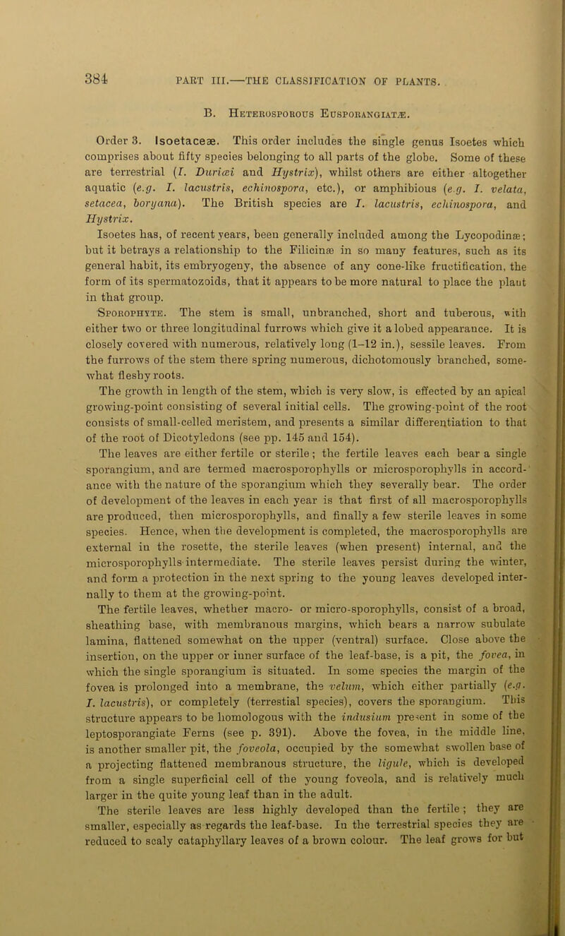 B. Heterosporous Eosporangiat^e. Order 3. Isoetacese. This order includes the single genus Isoetes which comprises about fifty species belonging to all parts of the globe. Some of these are terrestrial (I. Durieei and Hystrix), whilst others are either altogether aquatic (e.g. I. lacustris, echinospora, etc.), or amphibious (eg. I. velata, setacea, boryana). The British species are I. lacustris, echinospora, and Hystrix. Isoetes has, of recent years, been generally included among the Lycopodinas; but it betrays a relationship to the Filicinse in so many features, such as its general habit, its emhryogeny, the absence of any cone-like fructification, the form of its spermatozoids, that it appears to be more natural to jolace the plant in that group. Sporophyte. The stem is small, unbranched, short and tuberous, with either two or three longitudinal furrows which give it a lobed appearance. It is closely covered with numerous, relatively long (1-12 in.), sessile leaves. From the furrows of the stem there spring numerous, dichotomously branched, some- what fleshy roots. The growth in length of the stem, which is very slow, is effected by an apical growing-point consisting of several initial cells. The growing-point of the root consists of small-celled meristem, and presents a similar differentiation to that of the root of Dicotyledons (see pp. 145 and 154). The leaves are either fertile or sterile; the fertile leaves each bear a single sporangium, and are termed macrosporophylls or microsporophylls in accord- ance with the nature of the sporangium which they severally bear. The order of development of the leaves in each year is that first of all macrosporophylls are produced, then microsporophylls, and finally a few sterile leaves in some species. Hence, when the development is completed, the macrosporophylls are external in the rosette, the sterile leaves (when present) internal, and the microsporophylls intermediate. The sterile leaves persist during the winter, and form a protection in the next spring to the young leaves developed inter- nally to them at the growing-point. The fertile leaves, whether macro- or micro-sporophylls, consist of a broad, sheathing base, with membranous margins, which bears a narrow subulate lamina, flattened somewhat on the upper (ventral) surface. Close above the insertion, on the upper or inner surface of the leaf-base, is a pit, the fovea, in which the single sporangium is situated. In some species the margin of the fovea is prolonged into a membrane, the velum, which either partially (e.g. I. lacustris), or completely (terrestial species), covers the sporangium. This structure appears to be homologous with the indusium present in some of the leptosporangiate Ferns (see p. 391). Above the fovea, in the middle line, is another smaller pit, the foveola, occupied by the somewhat swollen base of a projecting flattened membranous structure, the ligulc, which is developed from a single superficial cell of the young foveola, and is relatively much larger in the quite young leaf than in the adult. The sterile leaves are less highly developed than the fertile ; they are smaller, especially as regards the leaf-base. In the terrestrial species they are reduced to scaly cataphyllary leaves of a brown colour. The leaf grows for but