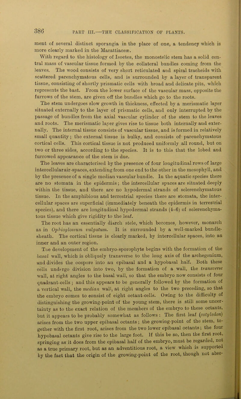 ment of several distinct sporangia in the place of one, a tendency which is more clearly marked in the Marattiaceie. With regard to the histology of Isoetes, the monostelic stem has a solid cen- tral mass of vascular tissue formed by the collateral bundles coming from the leaves. The wood consists of very short reticulated and spiral tracheids with scattered parenchymatous cells, and is surrounded by a layer of transparent tissue, consisting of shortly prismatic cells with broad and delicate pits, which represents the bast. From the lower surface of the vascular mass, opposite the furrows of the stem, are given off the bundles which go to the roots. The stem undergoes slow growth in thickness, effected by a merismatic layer situated externally to the layer of prismatic cells, and only interrupted by the passage of bundles from the axial vascular cylinder of the stem to the leaves and roots. The merismatic layer gives rise to tissue both internally and exter- nally. The internal tissue consists of vascular tissue, and is formed in relatively small quantity; the external tissue is bulky, and consists of parenchymatous cortical cells. This cortical tissue is not produced uniformly all round, but on two or three sides, according to the species. It is to this that the lobed and furrowed appearance of the stem is due. The leaves are characterised by the presence of four longitudinal rows of large intercellular air-spaces, extending from one end to the other in the mesophyll, and by the presence of a single median vascular bundle. In the aquatic species there are no stomata in the epidermis; the intercellular spaces are situated deeply within the tissue, and there are no hypodermal strands of sclerenchymatous tissue. In the amphibious and terrestrial species there are stomata, the inter- cellular spaces are superficial (immediately beneath the epidermis in terrestrial species), and there are longitudinal hypodermal strands (1-6) of sclerenchyma- tous tissue which give rigidity to the leaf. The root has an essentially diarch stele, which becomes, however, monarch as in Ophioglossum vulgatuin. It is surrounded by a well-marked bundle- sheath. The cortical tissue is clearly marked, by intercellular spaces, into an inner and an outer region. Toe development of the embryo-sporophyte begins with the formation of the basal wall, which is obliquely transverse to the long axis of the archegonium, and divides the oospore into an epibasal and a hypobasal half. Both these cells undergo division into two, by the formation of a wall, the transverse wall, at right angles to the basal wall, so that the embryo now consists of four quadrant-cells; and this appears to be generally followed by the formation of a vertical wall, the median wall, at right angles to the two preceding, so that the embryo comes to consist of eight octant-cells. Owing to the difficulty of distinguishing the growing-point of the young stem, there is still some uncer- tainty as to the exact relation of the members of the embryo to these octants, but it appears to be probably somewhat as follows : The first leaf (cotyledon) arises from the two upper epibasal octants; the growiug-point of the stem, to- gether with the first root, arises from the two lower epibasal octants; the four hypobasal octants give rise to the large foot. If this be so, then the first root, springing as it does from the epibasal half of the embryo, must be regarded, not as a true primary root, but as an adventitious root, a view which is suppoited by the fact that the origin of the growing-point of the root, though not abso-