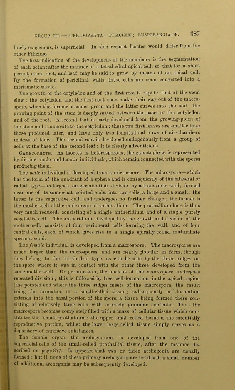 lutely exogenous, is superficial. In this respect Isoetes would differ from the other Filicinre. The first indication of the development of the members is the segmentation of each octant after the manner of a tetrahedral apical cell, so that for a short period, stem, root, and leaf may be said to grow by means of an apical cell. By the formation of periclinal walls, these cells are soon converted into a merismatic tissue. The growth of the cotyledon and of the first root is rapid ; that of the stem slow : the cotyledon and the first root soon make their way out of the macro- spore, when the former becomes green and the latter curves into the soil: the growing-point of the stem is deeply seated between the bases of the cotyledon and of the root. A second leaf is early developed from the growing-point of the stem and is opposite to the cotyledon : these two first leaves are smaller than those produced later, and have only two longitudinal rows of air-chambers instead of four. The second root is developed endogenously from a group of cells at the base of the second leaf : it is clearly adventitious. Gametophyte. As Isoetes is heterosporous, the gametophyte is represented by distinct male and female individuals, wbich remain connected with the spores producing them. The male individual is developed from a microspore. The microspore—which has the form of the quadrant of a sphere and is consequently of the bilateral or radial type—undergoes, on germination, division by a transverse wall, formed near one of its somewhat pointed ends, into two cells, a large and a small: the latter is the vegetative cell, and undergoes no further change ; the former is the mother-cell of the male organ or antheridium. The prothallium here is thus very much reduced, consisting of a single antheridium and of a single purely vegetative cell. The antheridium, developed by the growth and division of the mother-cell, consists of four peripheral cells forming the wall, and of four central cells, each of which gives rise to a single spirally coiled multiciliate spermatozoid. The female individual is developed from a macrospore. The macrospores are much larger than the microspores, and are nearly globular in form, though they belong to the tetrahedral type, as can be seen by the three ridges on the spore where it was in contact with the other three developed from the same mother-cell. On germination, the nucleus of the macrospore undergoes repeated division ; this is followed by free cell-formation in the apical region (the pointed end where the three ridges meet) of the macrospore, the result being the formation of a small-celled tissue; subsequently cell-formation extends into the basal portion of the spore, a tissue being formed there con- sisting of relatively large cells with coarsely granular contents. Thus the macrospore becomes completely filled with a mass of cellular tissue which con- stitutes the female prothallium: the upper small-celled tissue is the essentially reproductive portion, whilst the lower large-celled tissue simply serves as a depository of nutritive substances. The female organ, the archegonium, is developed from one of the superficial cells of the small-celled prothallial tissue, after the manner de- scribed on page 377. It appears that two or three arcliegonia are usually formed: but if none of these primary archegonia are fertilised, a small number of additional archegonia may be subsequently developed.