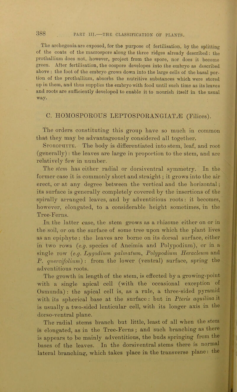 The archegonia are exposed, for the purpose of fertilisation, by the splitting of the coats of the macrospore along the three ridges already described: the prothallium does not, however, project from the spore, nor does it become green. After fertilisation, the oospore developes into the embryo as described above : the foot of the embryo grows down into the large cells of the basal por- tion of the prothallium, absorbs the nutritive substances which were stored up iu them, and thus supplies the embryo with food until such time as its leaves and roots are sufficiently developed to enable it to nourish itself in the usual way. C. HOMOSPOROUS LEPTOSPORANGIAT^E (Filices). The orders constituting this group have so much in common that they may be advantageously considered all together. Sporophyte. The body is differentiated into stem, leaf, and root (generally): the leaves are large in proportion to the stem, and are relatively few in number. The stem has either radial or dorsiventi'al symmetry. In the former case it is commonly short and straight; it grows into the air erect, or at any degree between the vertical and the horizontal; its surface is generally completely covered by the insertions of the spirally arranged leaves, and by adventitious roots: it becomes, however, elongated, to a considerable height sometimes, in the Tree-Ferns. In the latter case, the stem grows as a rhizome either on or in the soil, or on the surface of some tree upon which the plant lives as an epiphyte : the leaves are borne on its dorsal surface, either in two rows (e.g. species of Aneimia and Polypodium), or in a single row (e.g. Lygodium palmatum, Polypodium Heracleum and P. quercifolium) : from the lower (ventral) surface, spring the adventitious roots. The growth in length of the stem, is effected by a growing-point with a single apical cell (with the occasional exception of Osmunda) : the apical cell is, as a rule, a three-sided pyramid with its spherical base at the surface : but in Ptens aquilina it is usually a two-sided lenticular cell, with its longer axis in the dorso-ventral plane. The radial stems branch but little, least of all when the stem is elongated, as in the Tree-Ferns ; and such branching as there is appears to be mainly adventitious, the buds springing from the bases of the leaves. In the dorsiventral stems there is normal lateral branching, which takes place in the transverse plane: the