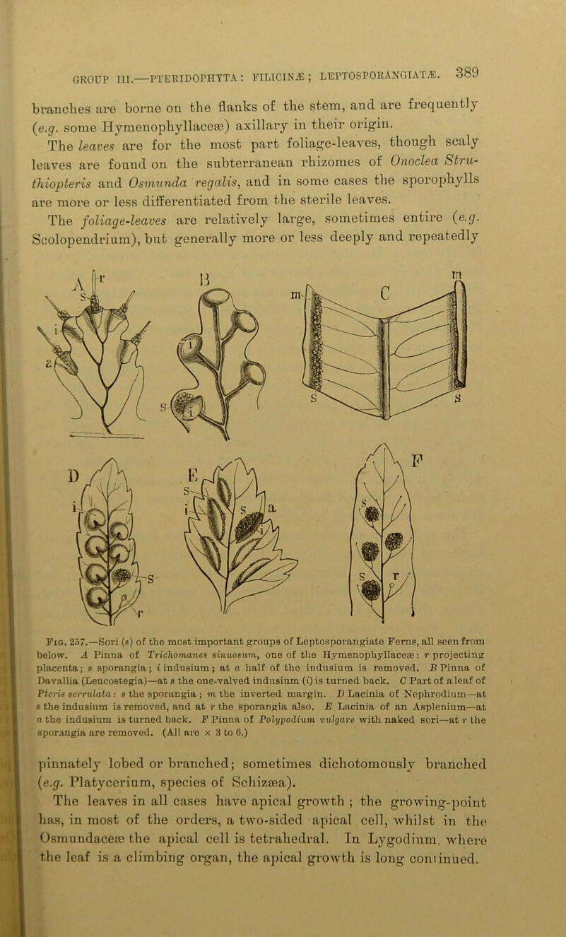 branches are borne on the flanks of the stem, and are frequently (e.g. some Hymenophyllaceae) axillary in their origin. The leaves are for the most part foliage-leaves, though scaly leaves are found on the subterranean rhizomes of Onoclea Shu- thiopteris and Osmunda regalis, and in some cases the sporopliylls are more or less differentiated from the sterile leaves. The foliage-leaves are relatively large, sometimes entire (e.g. Scolopendrium), but generally more or less deeply and repeatedly Fig. 257.—Sori (s) of the most important groups of Leptosporangiate Ferns, all seen from below. A Pinna of Trichomanes sinuosum, one of the Hymenophyllaceaa: r projecting placenta; s sporangia; i indusium; at a half of the indusium is removed. B Pinna of Davallia (Leucostegia)—at s the one-valved indusium (i) is turned back. C Part of a leaf of Ptcris eerrulata: s the sporangia ; m the inverted margin. D Lacinia of Nephrodium—at * the indusium is removed, and at r the sporangia also. E Lacinia of an Asplenium—at a the indusium is turned back. F Pinna of Polypodium vulgave with naked sori—at r the sporangia are removed. (All are x 3 to 6.) pinnately lobed or branched; sometimes dichotomously branched (e.g. Platycerium, species of Schizasa). The leaves in all cases have apical growth ; the growing-point has, in most of the orders, a two-sided apical cell, whilst in the Osmundaceas the apical cell is tetrahedral. In Lygodium, where the leaf is a climbing organ, the apical growth is long coniinued.