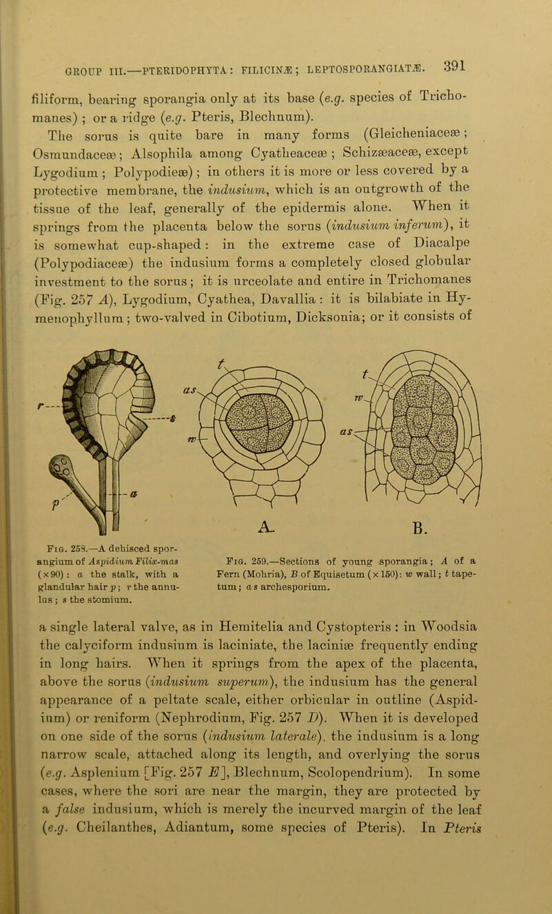 filiform, bearing sporangia only at its base (e.g. species of Tricho- manes) ; ora ridge (e.g. Pteris, Blechnum). The sorus is quite bare in many forms (Gleicheniaceae; OsmundaceEe; Alsophila among Cyatlieacem ; SchizaBacese, except Lygodium ; Polypodieoe); in others it is more or less covered by a protective membrane, the indusium, which is an outgrowth of the tissue of the leaf, generally of the epidermis alone. When it springs from the placenta below the sorus (indusium inferum), it is somewhat cup-shaped: in the extreme case of Diacalpe (Polypodiaceae) the indusium forms a completely closed globular investment to the sorus; it is urceolate and entire in Trichomanes (Fig. 257 A), Lygodium, Cyatliea, Davallia : it is bilabiate in Hy- menophyllura; two-valved in Cibotium, Dicksonia; or it consists of Fig. 253.—A dehisced spor- angium of AspidiumFilix-mas Fig. 269.—Sections of young sporangia; A of a (x90): a the stalk, with a Fern (Mollvia), B of Equisetum (x 150): vj wall; t tape- glandular hair p; r the annu- turn; a s archesporium. lus; s the stomium. a single lateral valve, as in Hemitelia and Cystopteris : in Woodsia the calyciform indusium is laciniate, the laciniae frequently ending in long hairs. When it springs from the apex of the placenta, above the sorus (indusium superum), the indusium has the general appearance of a peltate scale, either orbicular in outline (Aspid- inm) or reniform (Nephrodium, Fig. 257 D). When it is developed on one side of the sorus (indusium laterale), the indusium is a long narrow scale, attached along its length, and overlying the sorus (e.g. Asplenium [Fig. 257 E], Blechnum, Scolopendrium). In some cases, where the sori are near the margin, they are protected by a false indusium, which is merely the incurved margin of the leaf (e.g. Cheilanthes, Adiantum, some species of Pteris). In Pteris