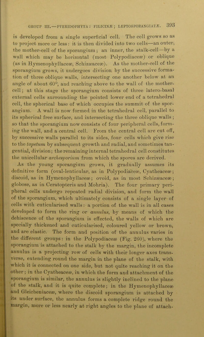 is developed from a single superficial cell. Tlie cell grows so as to project more or less : it is then divided into two cells—an outer, the mother-cell of the sporangium ; an inner, the stalk-cell—by a wall which may be horizontal (most Polypodiaceas) or oblique (as in Hymenophyllaceae, Schizasacere). As the mother-cell of the sporangium grows, it undergoes division by the successive forma- tion of three oblique walls, intersecting one another below at an angle of about 60°, and reaching above to the wall of the mother- cell ; at this stage the sporangium consists of three latero-basal external cells surrounding the pointed lower end of a tetrahedral cell, the spherical base of which occupies the summit of the spor- angium. A wall is now formed in the tetrahedral cell, parallel to its spherical free surface, and intersecting the three oblique walls ; so that the sporangium now consists of four peripheral cells, form- ing the wall, and a central cell. From the central cell are cut off, by successive walls parallel to its sides, four cells which give rise to the tapetum by subsequent growth and radial, and sometimes tan- gential, division; the remaining internal tetrahedral cell constitutes the unicellular archesporiuvi from which the spores are derived. As the young sporangium grows, it gradually assumes its definitive form (oval-lenticular, as in Polypodiacese, CyatheaceEe; discoid, as in HymenophyllaceaB; ovoid, as in most Schizteacese ; globose, as in Ceratopteris and Mohria). The four primary peri- pheral cells undergo repeated radial division, and form the wall of the sporangium, which ultimately consists of a single layer of cells with cuticularised walls: a portion of the wall is in all cases developed to form the ring or annulus, by means of which the dehiscence of the sporangium is effected, the walls of which are specially thickened and cuticularised, coloured yellow or brown; and are elastic. The form and position of the annulus varies in the different groups: in the Polypodiaceaa (Fig. 260), where the sporangium is attached to the stalk by the margin, the incomplete annulus is a projecting row of cells with their longer axes trans- verse, extending round the margin in the plane of the stalk, with which it is connected on one side, but not quite reaching it on the other ; in the Cyatheaceae, in which the form and attachment of the sporangium is similar, the annulus is slightly inclined to the plane of the stalk, and it is quite complete; in the Hymenophyllaceo} and Gleicheniaceoe, where the discoid sporangium is attached by its under surface, the annulus forms a complete ridge round the margin, more or less nearly at right angles to the plane of attach-