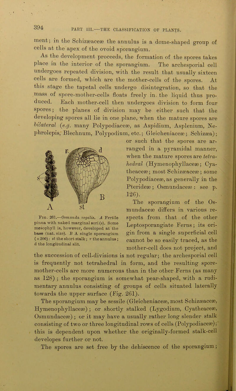 PART III.—THE CLASSIFICATION OF PLANTS. ment; in the Schizteaceoe the annulus is a dome-shaped group of cells at the apex of the ovoid sporangium. As the development proceeds, the formation of the spores takes place in the interior of the sporangium. The archesporial cell undergoes repeated division, with the result that usually sixteen cells are formed, which are the mother-cells of the spores. At this stage the tapetal cells undergo disintegration, so that the mass of spore-mother-cells floats freely in the liquid thus pro- duced. Each mother-cell then undergoes division to form four spores; the planes of division may be either such that the developing spores all lie in one plane, when the mature spores are bilateral (e.g. many Polypodiacese, as Aspidium, Asplenium, Ne- phrolepis, Blechnum, Polypodium, etc.; Gleicheniacese ; Schizsea); or such that the spores are ar- ranged in a pyramidal manner, when the mature spores are tetra- hedral (Hymenopliyllacese; Cya- theaceao; most Schizaeacete; some Polypodiacese, as generally in the Pteridese ; Osmundacete : see p. 126). The sporangium of the Os- mundacese differs in various re- spects from that of the other Leptosporangiate Ferns; its ori- gin from a single superficial cell cannot be so easily traced, as the mother-cell does not project, and the succession of cell-divisions is not regular; the archesporial cell is frequently not tetrahedral in form, and the resulting spore- mother-cells are more numerous than in the other Ferns (as many as 128) ; the sporangium is somewhat pear-shaped, with a rudi- mentary annulus consisting of groups of cells situated laterally towards the upper surface (Fig. 261). The sporangium may be sessile (Gleicheniacete, most Schizreacese, Hymenophyllaceae) ; or shortly stalked (Lygodium, Cyatheaceae, Osmundacese) ; or it may have a usually rather long slender stalk consisting of two or three longitudinal rows of cells (Polypodiacea?); this is dependent upon whether the originally-formed stalk-cell developes further or not. The spores are set free by the dehiscence of the sporangium; Fir. 261.—Osmunda regalis. A Fertile pinna with naked marginal sori (s). Some mesophyll is, however, developed at the base (nat. size). B A single sporangium ( x 200): st the short stalk; r the annulus ; (l the longitudinal slit.