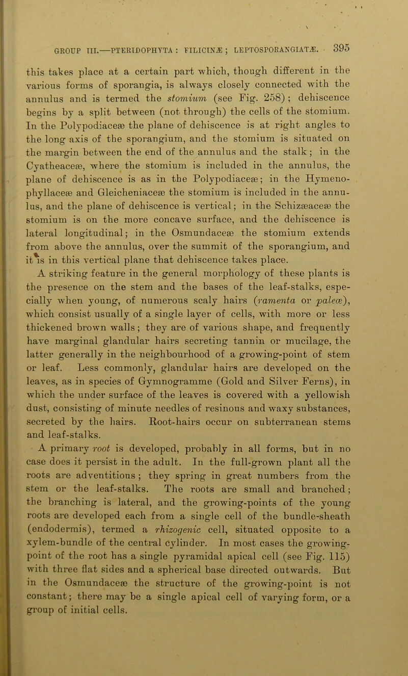 this takes place at a certain part which, though different in the various forms of sporangia, is always closely connected with the annulus and is termed the stomium (see Fig. 258) ; dehiscence begins by a split between (not through) the cells of the stomium. In the Polypodiaceae the plane of dehiscence is at right angles to the long axis of the sporangium, and the stomium is situated on the margin between the end of the annulus and the stalk; in the Cyatheacere, where the stomium is included in the annulus, the plane of dehiscence is as in the Polypodiaceoe; in the Hymeno- phyllaceaa and Gleicheniacese the stomium is included in the annu- lus, and the plane of dehiscence is vertical; in the Schizaeaceae the stomium is on the more concave surface, and the dehiscence is lateral longitudinal; in the Osmundaceae the stomium extends from above the annulus, over the summit of the sporangium, and it*s in this vertical plane that dehiscence takes place. A striking feature in the general morphology of these plants is the presence on the stem and the bases of the leaf-stalks, espe- cially w'ken young, of numerous scaly hail’s (ravienta or palece), which consist usually of a single layer of cells, with more or less thickened brown walls ; they are of various shape, and frequently have marginal glandular hairs secreting tannin or mucilage, the latter generally in the neighbourhood of a growing-point of stem or leaf. Less commonly, glandular hairs are developed on the leaves, as in species of Gfymnogramme (Gold and Silver Ferns), in which the under surface of the leaves is covered with a yellowish dust, consisting of minute needles of resinous and waxy substances, secreted by the hairs. Root-hairs occur on subtei’ranean stems and leaf-stalks. A primary root is developed, probably in all forms, but in no case does it persist in the adult. In the full-grown plant all the roots are adventitious ; they spring in great numbers from the stem or the leaf-stalks. The roots are small and branched; the branching is lateral, and the growing-points of the young roots are developed each from a single cell of the bundle-sheath (endodermis), termed a rhizogenic cell, situated opposite to a xylem-bundle of the central cylinder. In most cases the gi’owing- point of the root has a single pyramidal apical cell (see Fig. 115) with three flat sides and a spherical base directed outwai’ds. But in the Osmundaceae the structure of the growing-point is not constant; there may be a single apical cell of varying form, or a group of initial cells.