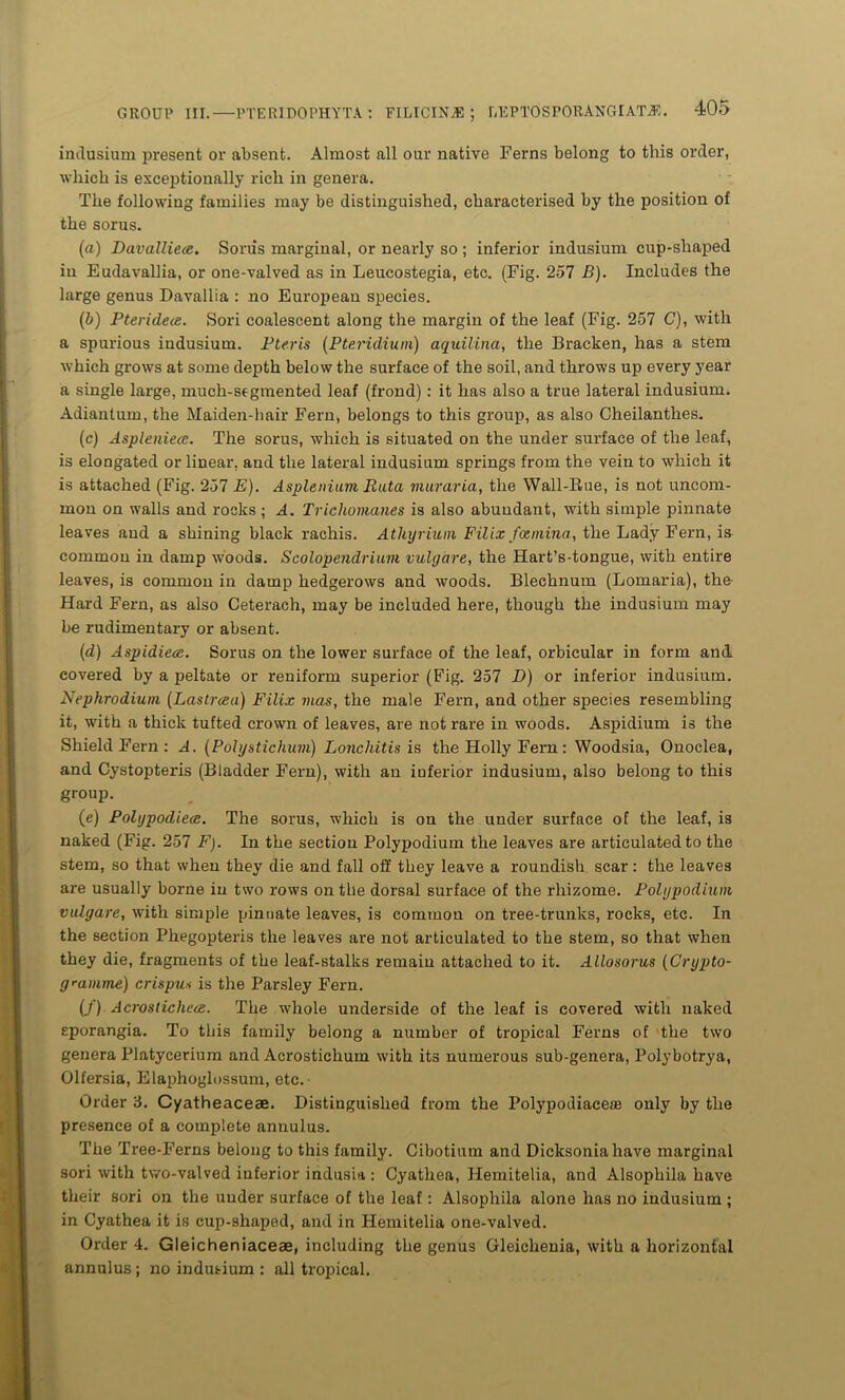 imlusium present or absent. Almost all our native Ferns belong to this order, which is exceptionally rich in genera. The following families may be distinguished, characterised by the position of the sorus. (a) Davalliea. Sonis marginal, or nearly so ; inferior indusium cup-shaped in Eudavallia, or one-valved as in Leucostegia, etc. (Fig. 257 B). Includes the large genus Davallia : no European species. (b) Pteridece. Sori coalescent along the margin of the leaf (Fig. 257 C), with a spurious indusium. P ter is (Pteridium) aquilina, the Bracken, has a stem which grows at some depth below the surface of the soil, and throws up every year a single large, much-segmented leaf (frond) : it has also a true lateral indusium. Adiantum, the Maiden-hair Fern, belongs to this group, as also Cheilanthes. (c) Aspleniecc. The sorus, which is situated on the under surface of the leaf, is elongated or linear, and the lateral indusium springs from the vein to which it is attached (Fig. 257 E). Asplenium Ruta muraria, the Wall-Rue, is not uncom- mon on walls and rocks ; A. Tricliomanes is also abundant, with simple pinnate leaves and a shining black rachis. Athyrium Filix fatmina, the Lady Fern, is common in damp woods. Scolopendrium vulyare, the Hart’s-tongue, with entire leaves, is common in damp hedgerows and woods. Blechnum (Lomaria), the- Hard Fern, as also Ceterach, may be included here, though the indusium may be rudimentary or absent. (d) Aspidiecc. Sorus on the lower surface of the leaf, orbicular in form and covered by a peltate or reniform superior (Fig. 257 D) or inferior indusium. Nephrodium (Lastrcea) Filix mas, the male Fern, and other species resembling it, with a thick tufted crown of leaves, are not rare in woods. Aspidium is the Shield Fern : A. (Pohjstichum) Lonchitis is the Holly Fern : Woodsia, Onoclea, and Cystopteris (Bladder Fern), with an inferior indusium, also belong to this group. (e) Polypodies. The sorus, which is on the under surface of the leaf, is naked (Fig. 257 F). In the section Polypodium the leaves are articulated to the stem, so that when they die and fall off they leave a roundish scar: the leaves are usually borne in two rows on the dorsal surface of the rhizome. Polypodium vulyare, with simple pinuate leaves, is common on tree-trunks, rocks, etc. In the section Phegopteris the leaves are not articulated to the stem, so that when they die, fragments of the leaf-stalks remain attached to it. Allosorus (Crypto- gramme) erispua is the Parsley Fern. (/) Acrostiches. The whole underside of the leaf is covered with naked sporangia. To this family belong a number of tropical Ferns of the two genera Platycerium and Acrostiehum with its numerous sub-genera, Polybotrya, Olfersia, Elaphoglossum, etc. Order 3. Cyatheaceae. Distinguished from the Polypodiaceai only by the presence of a complete annulus. The Tree-Ferns belong to this family. Cibotium and Dicksoniahave marginal sori with two-valved inferior indusia : Cyathea, Hemitelia, and Alsophila have their sori on the under surface of the leaf: Alsophila alone has no indusium ; in Cyathea it is cup-shaped, and in Hemitelia one-valved. Order 4. Gleicheniaceae, including the genus Gleichenia, with a horizontal annulus; no indusium : all tropical.